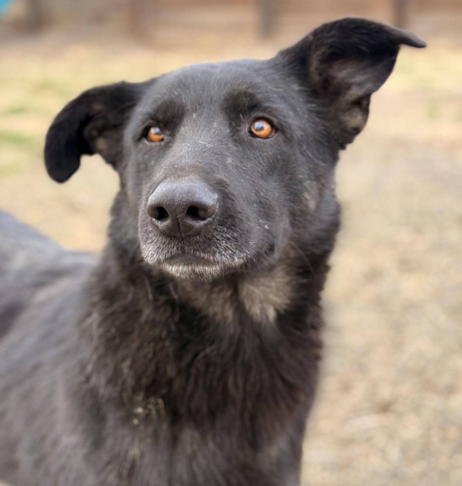 Enlarge Rosie, a Adoptable mixed breed in Yreka, CA image 2/3