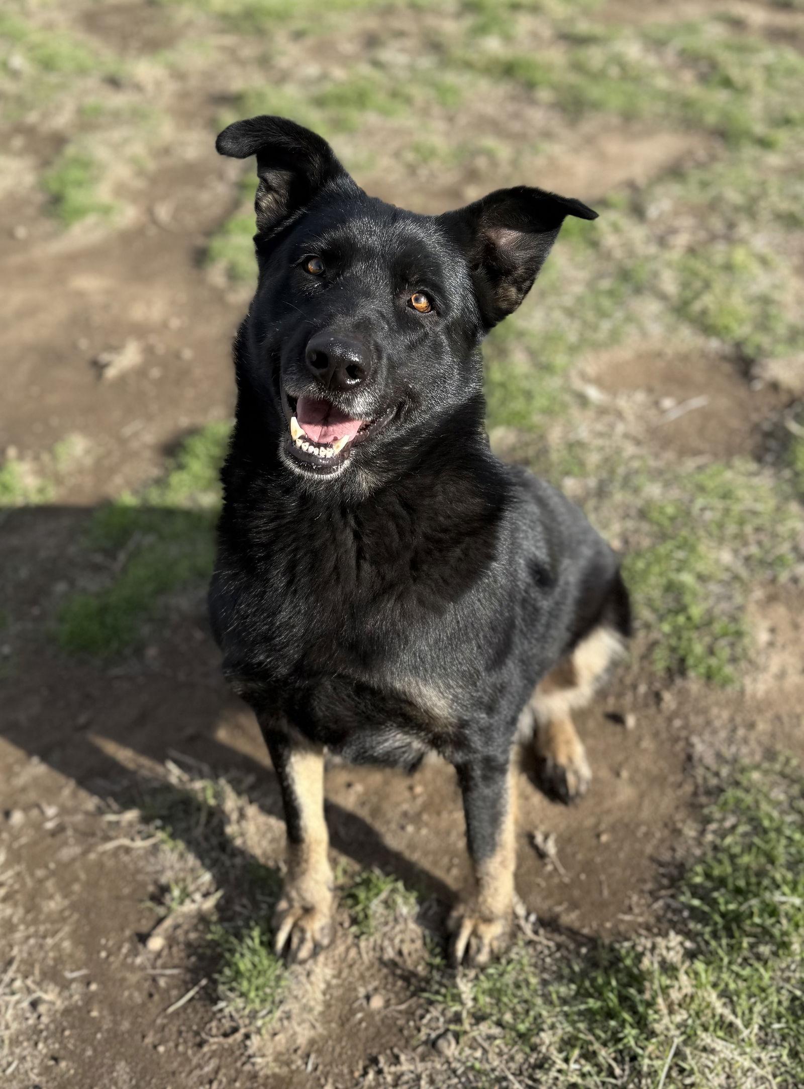 Enlarge Rosie, a Adoptable mixed breed in Yreka, CA image 3/3