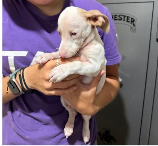 Dobby, ADOPTABLE, Puppy Male Chiweenie.