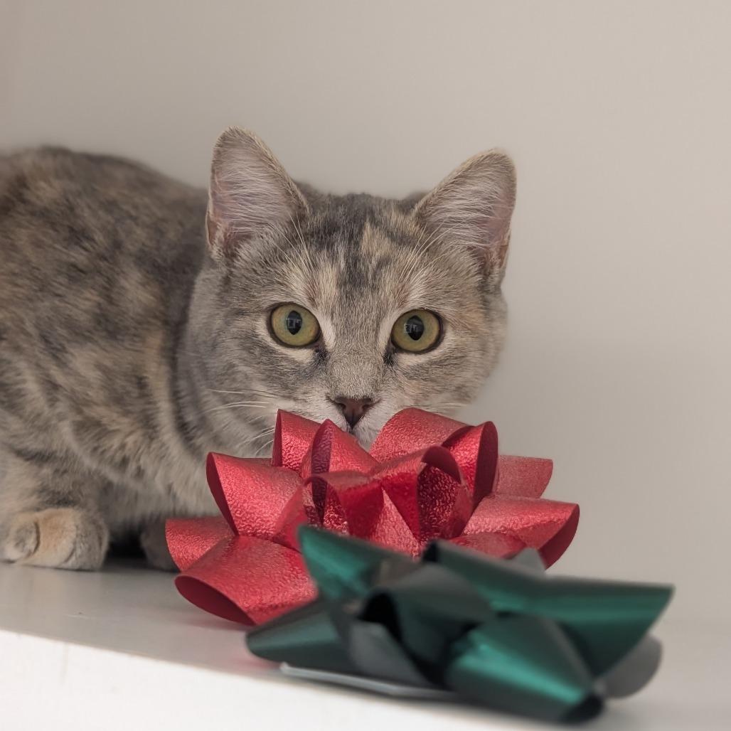 Hina, Adoptable, Kitten Female Domestic Short Hair.