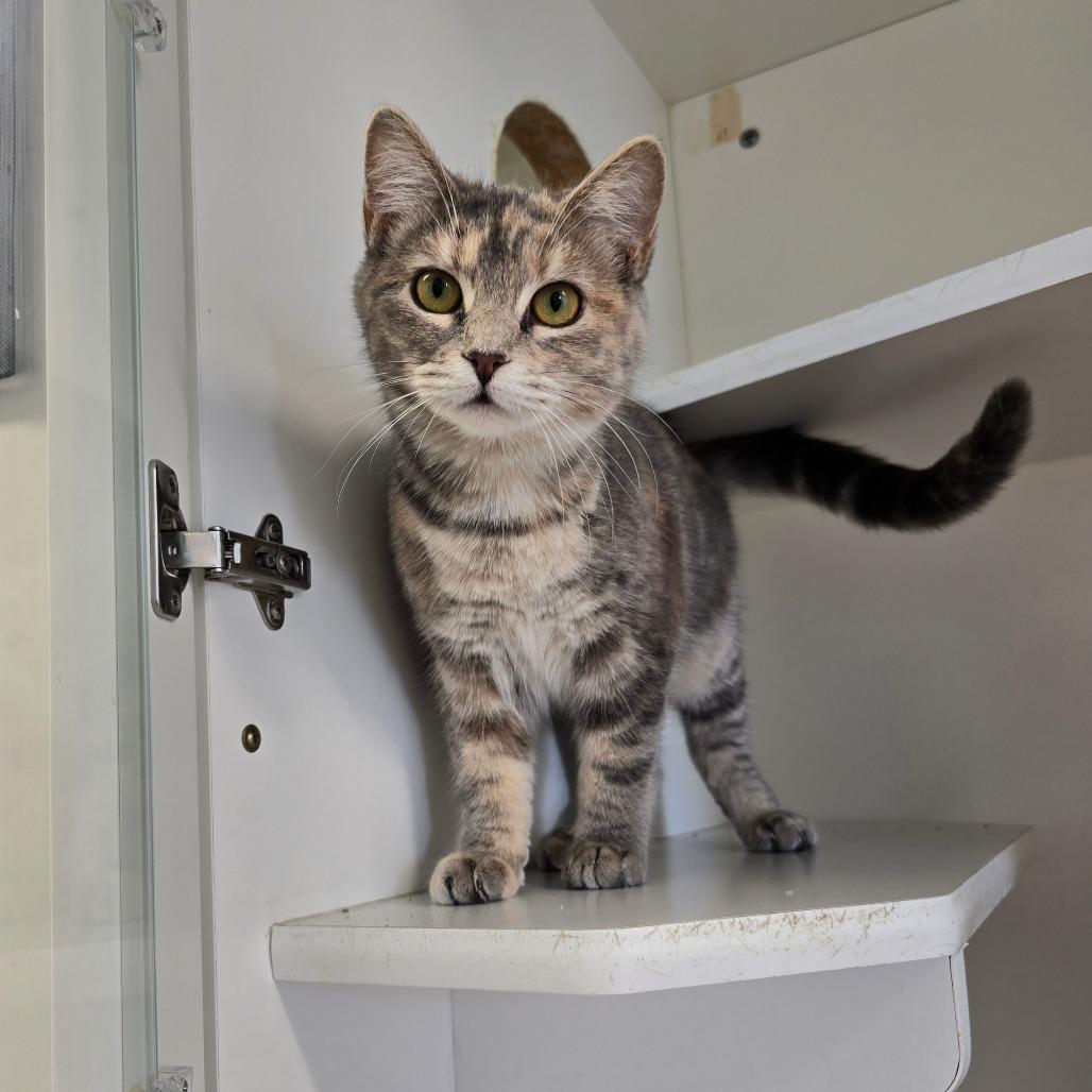 Hina, a Adoptable Domestic Short Hair in Jasper, IN image 2/3