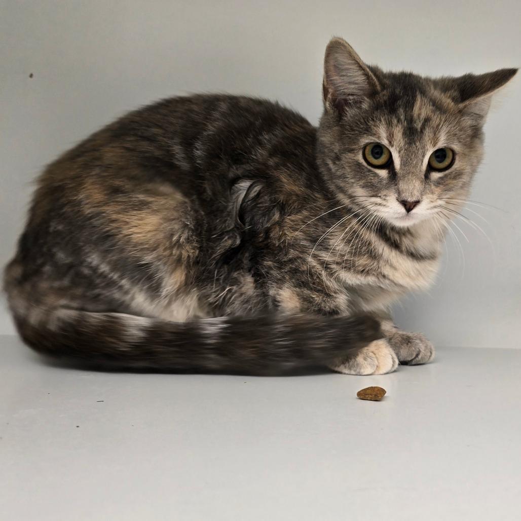 Hina, a Adoptable Domestic Short Hair in Jasper, IN image 3/3