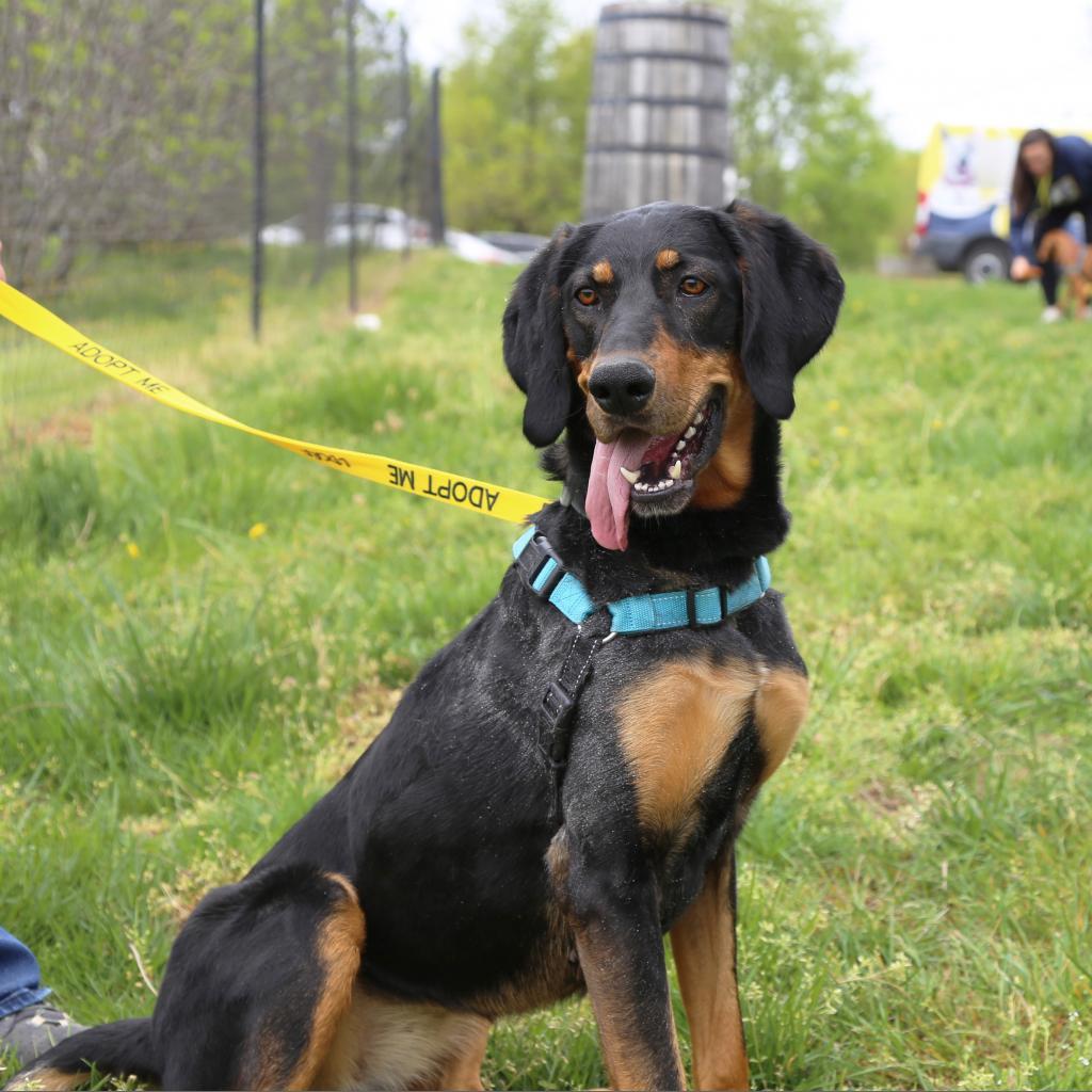 Enlarge Nikki, a Adoptable mixed breed in Marion, VA image 1/6