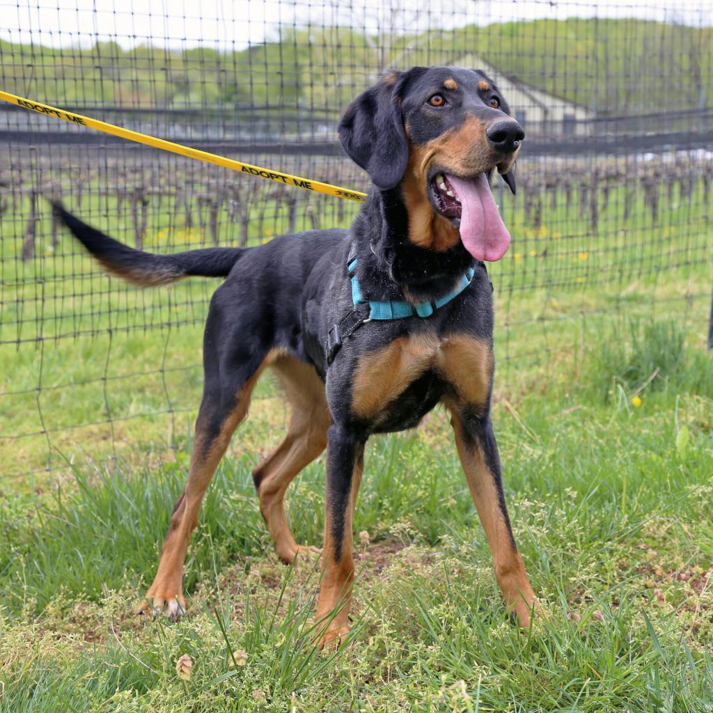 Enlarge Nikki, a Adoptable mixed breed in Marion, VA image 4/6