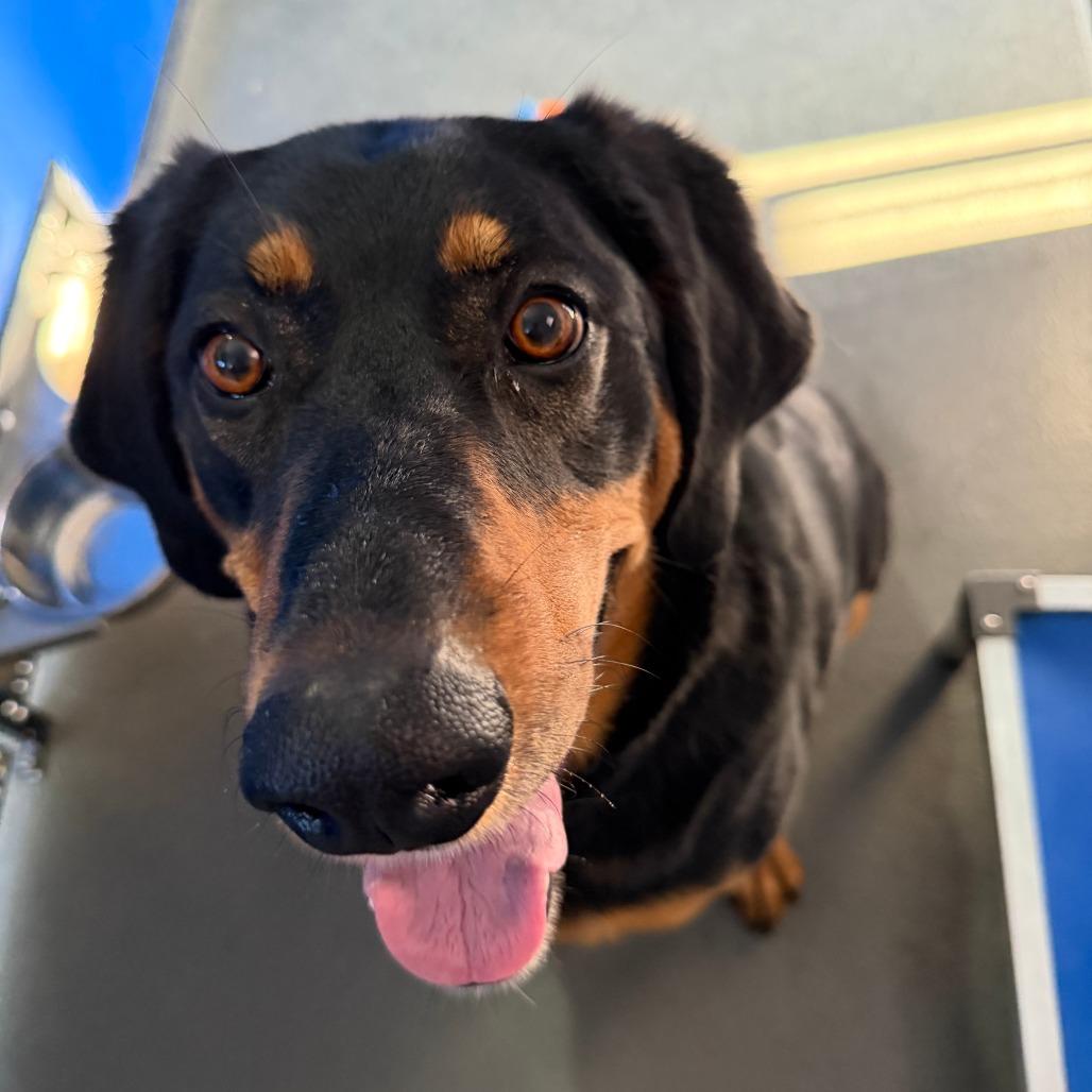 Nikki, a Adoptable mixed breed in Marion, VA image 5/6