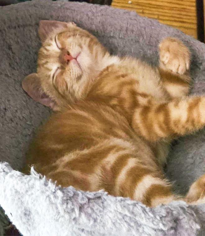 Enlarge Tiger, a Adoptable Domestic Short Hair in Flint Hill, VA image 2/3