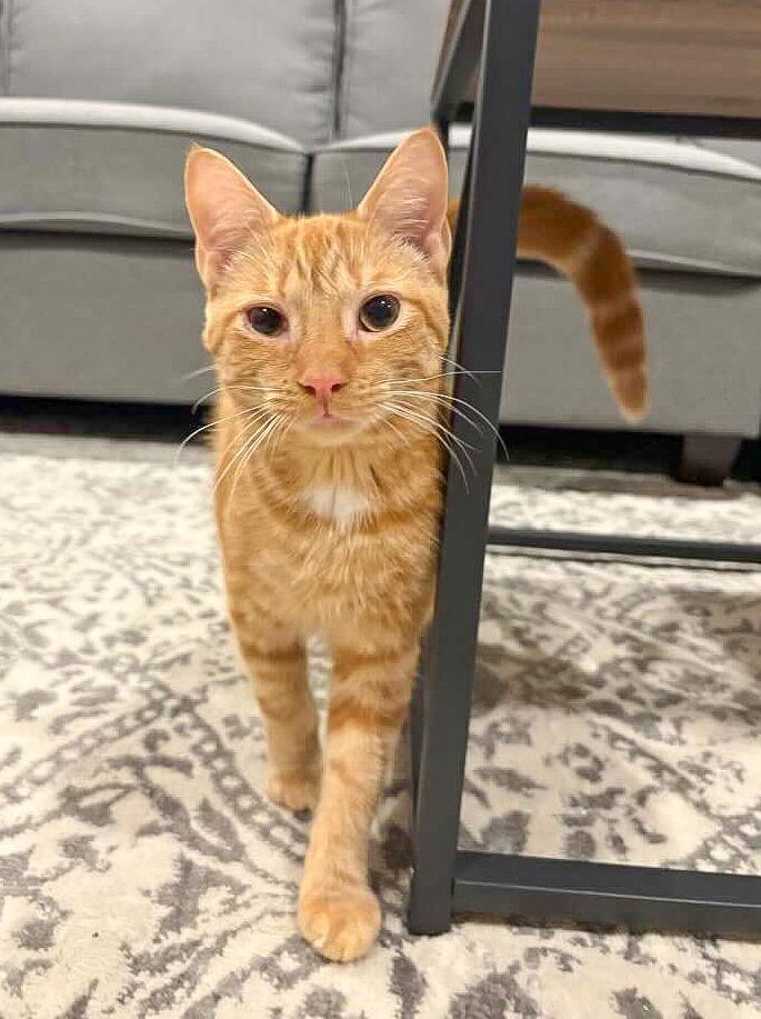 Enlarge Tiger, a Adoptable Domestic Short Hair in Flint Hill, VA image 3/3