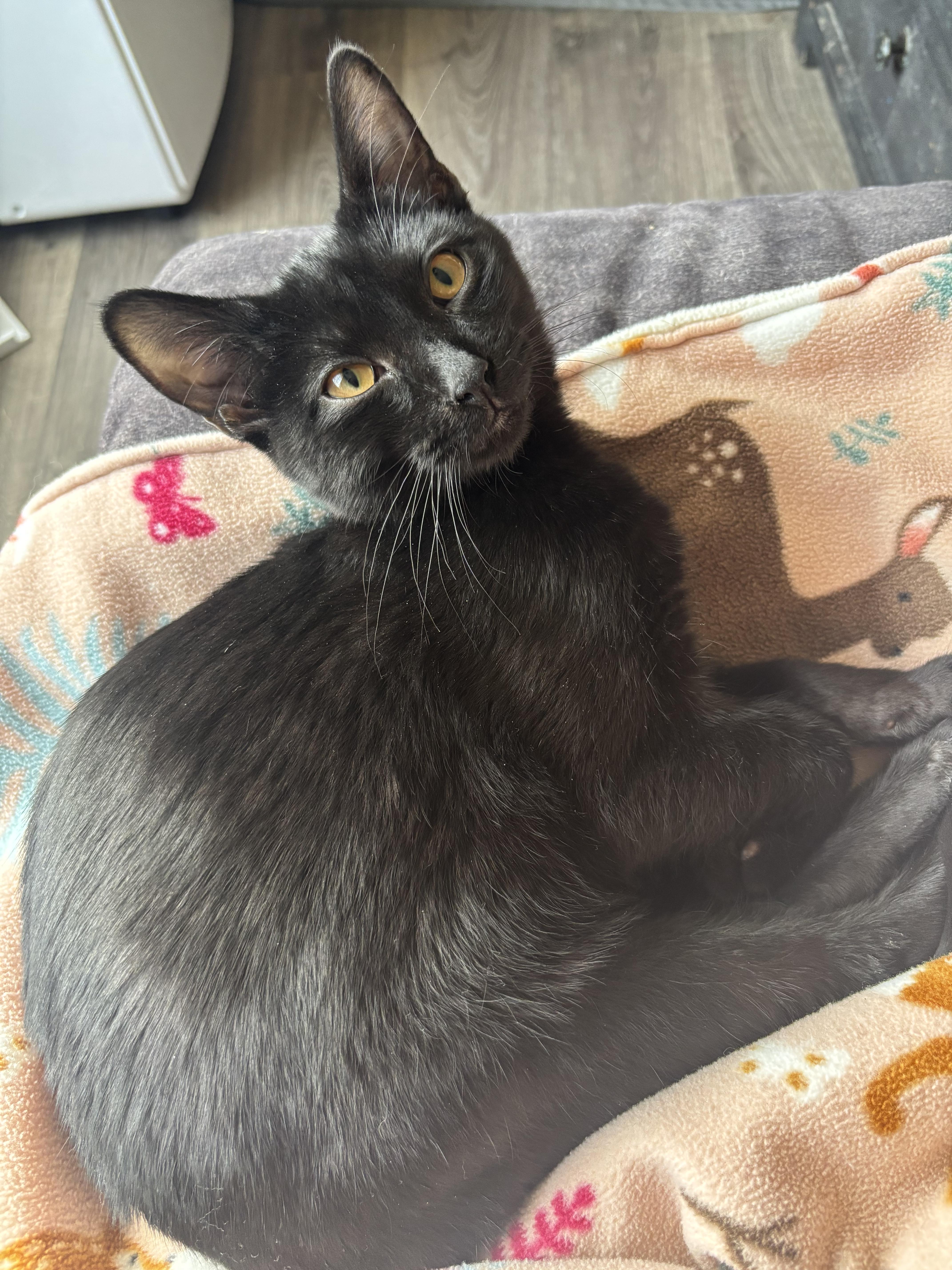 Enlarge Prudence the Boy, an adopted Domestic Short Hair in Denver, CO image 1/2