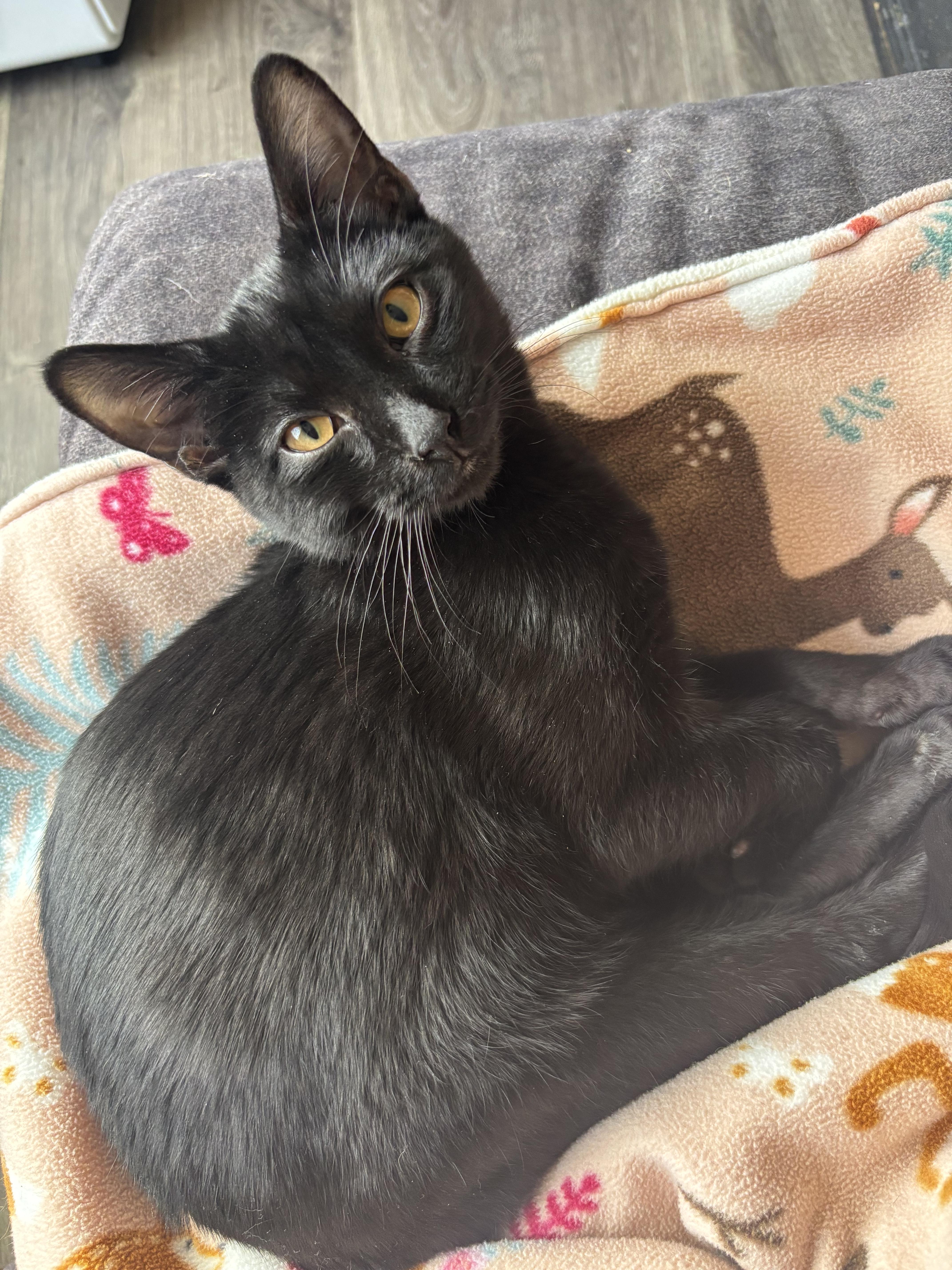 Enlarge Prudence the Boy, an adopted Domestic Short Hair in Denver, CO image 2/2