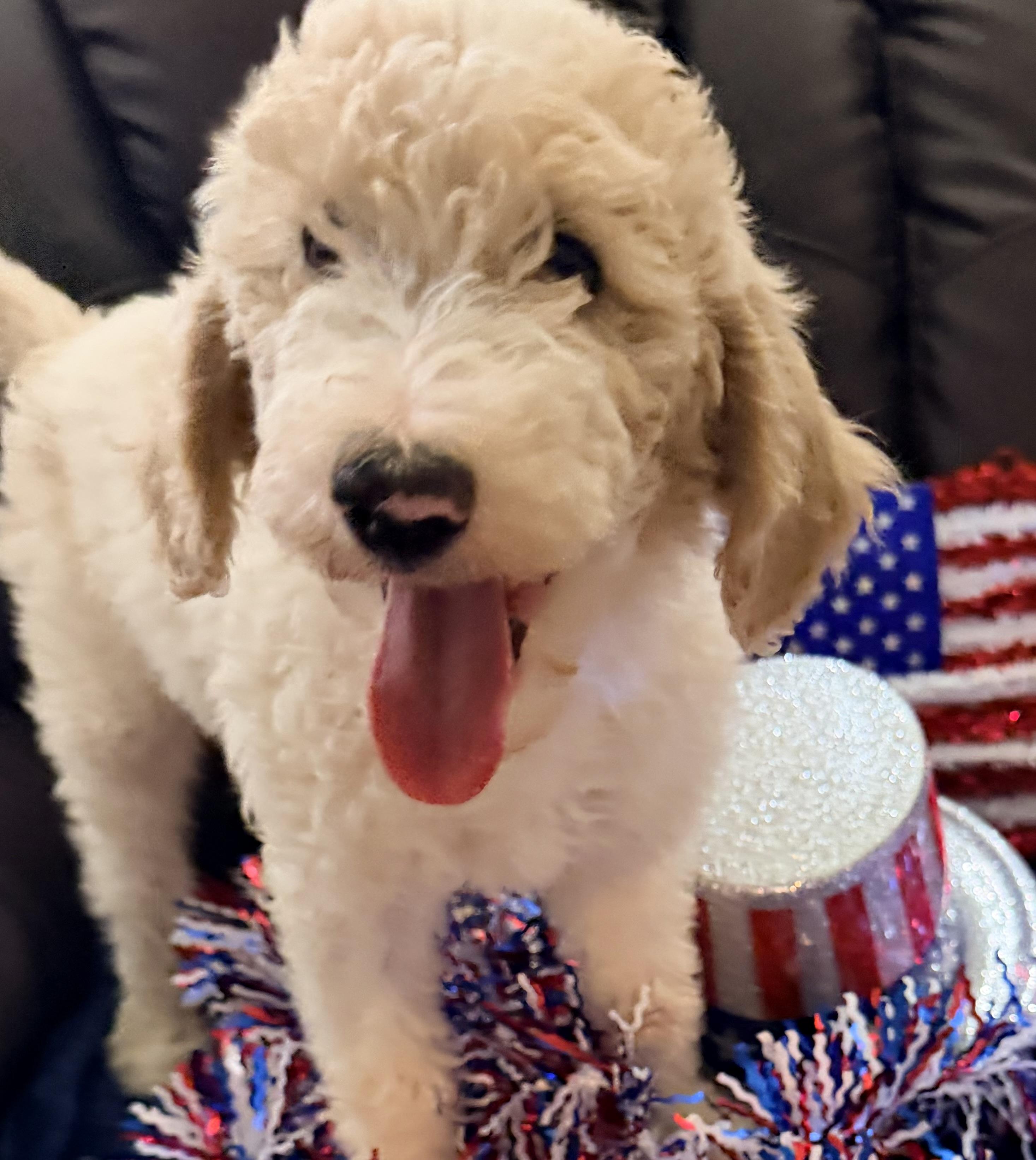Enlarge Poppy, a Adoptable Goldendoodle in Cerritos, CA image 1/1