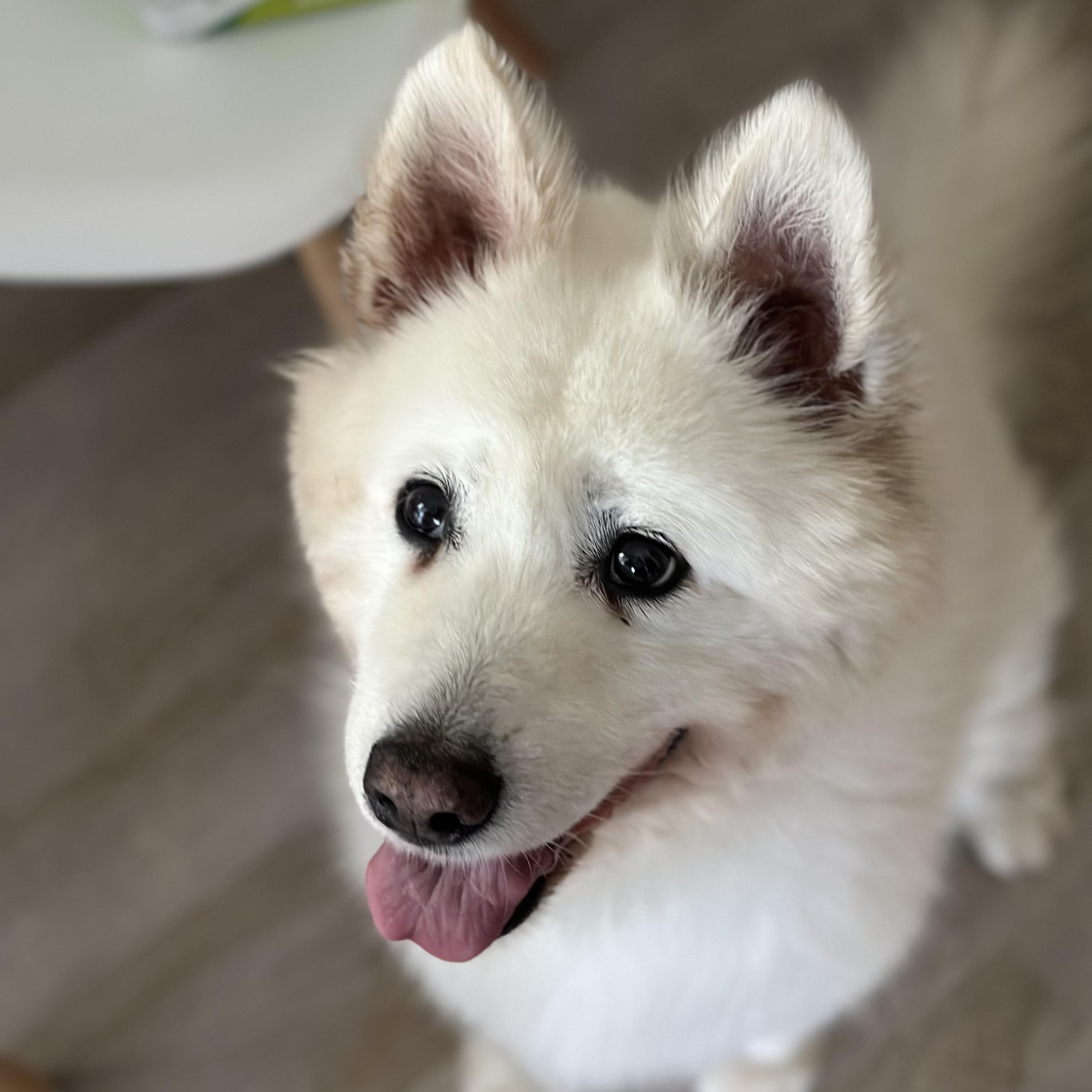 Whitey, a Adoptable Samoyed in Markham, ON image 2/6