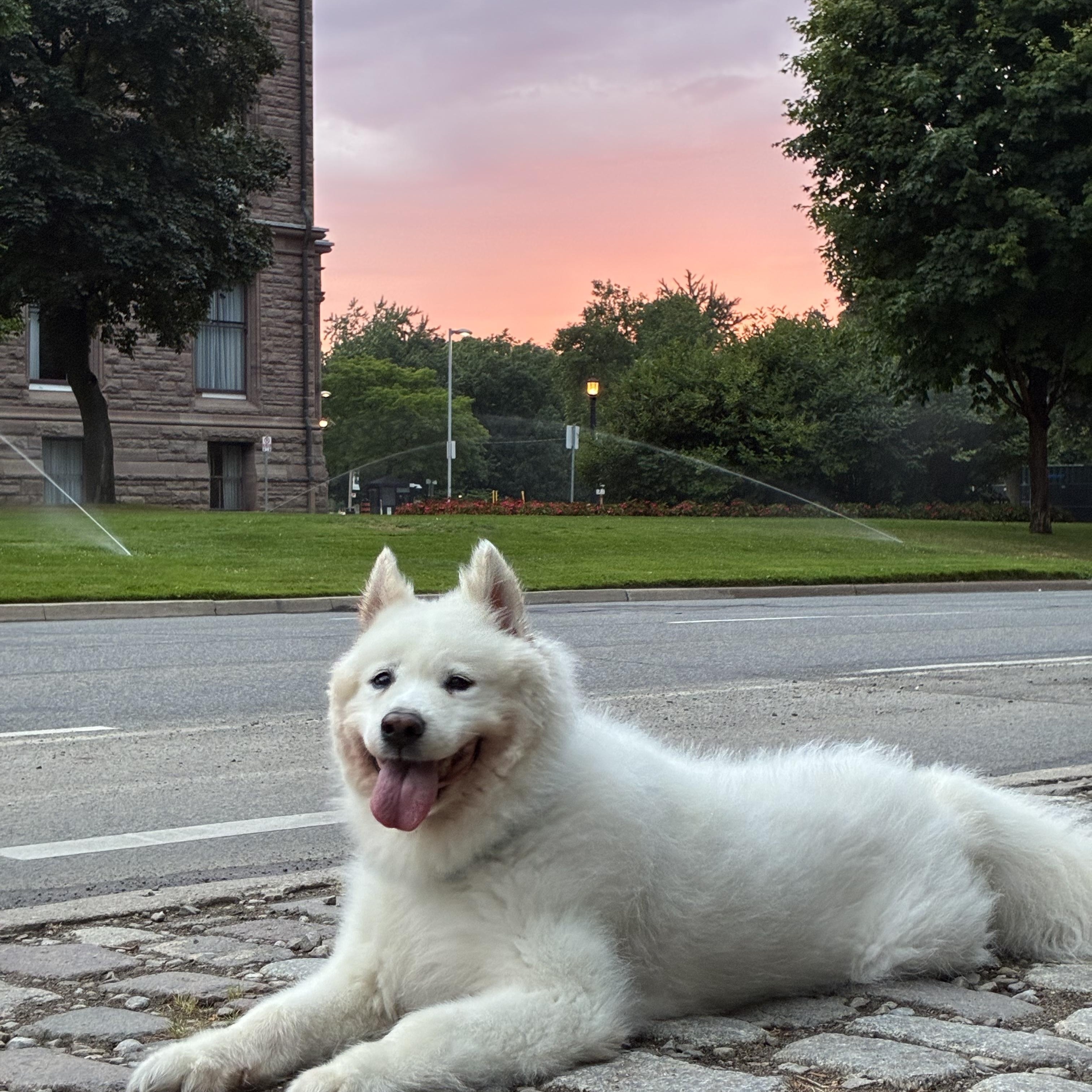 Whitey, a Adoptable Samoyed in Markham, ON image 5/6