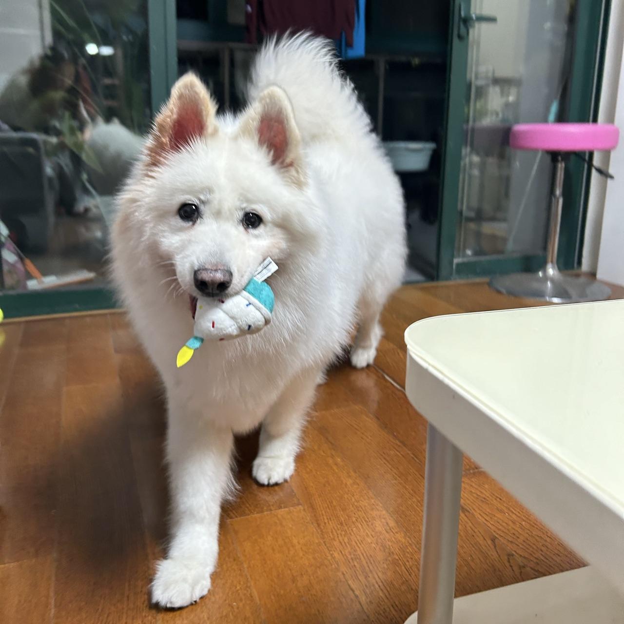 Whitey, Young Female Samoyed