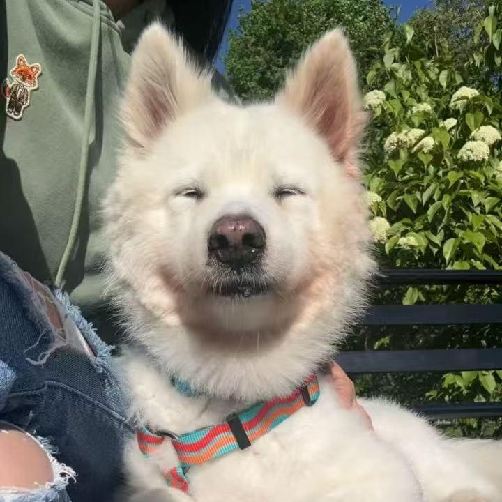Whitey, a Adoptable Samoyed in Markham, ON image 4/6