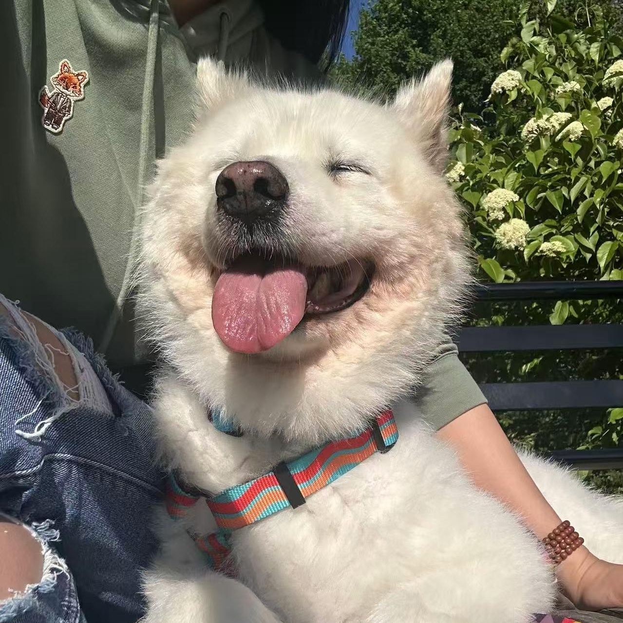 Whitey, a Adoptable Samoyed in Markham, ON image 3/6