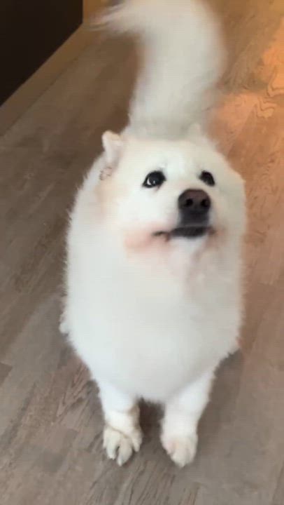Enlarge Whitey, a Adoptable Samoyed in Markham, ON video 6/6