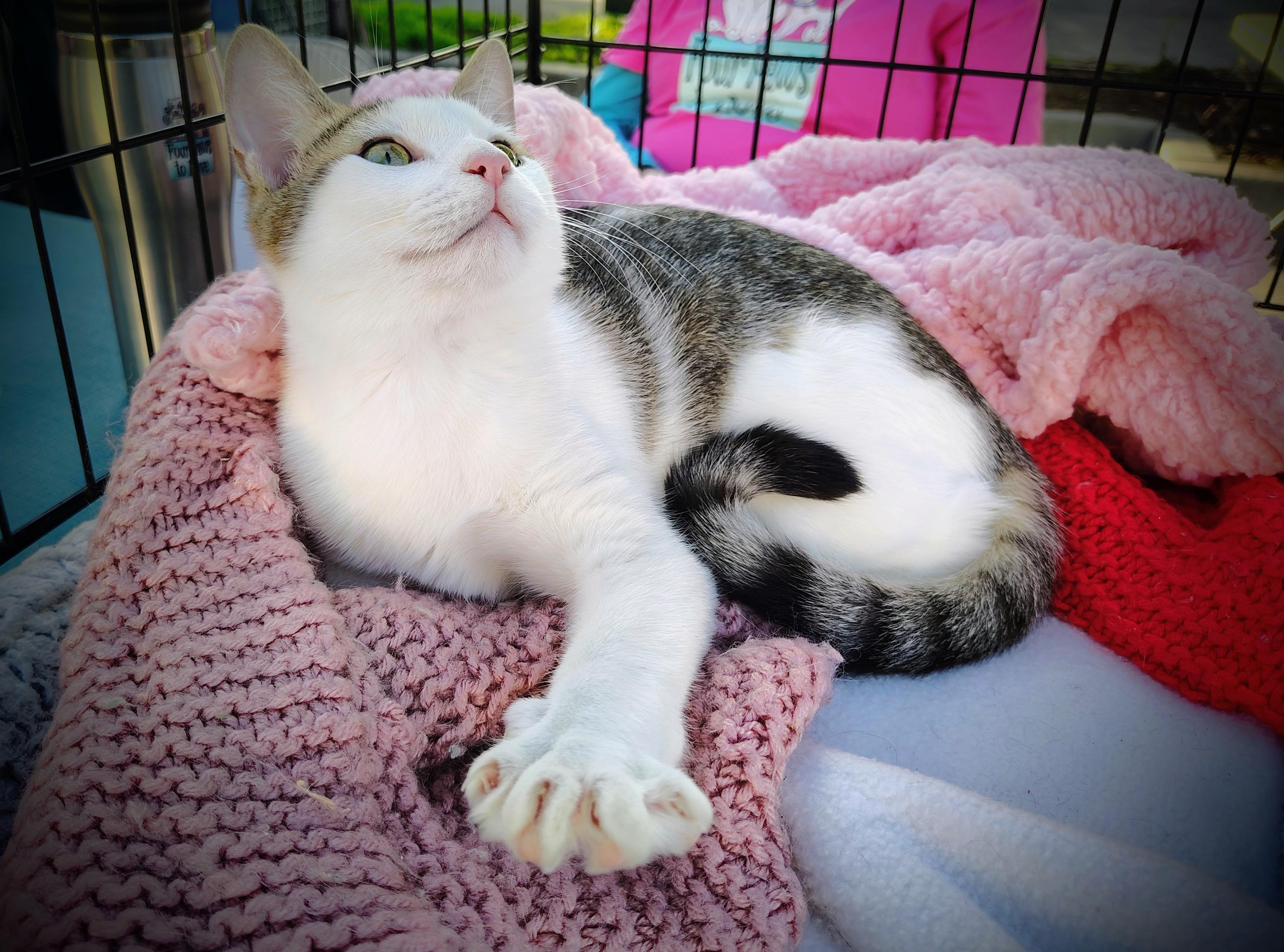 Enlarge Tiger, a Adoptable mixed breed in Santa Cruz, CA image 1/4