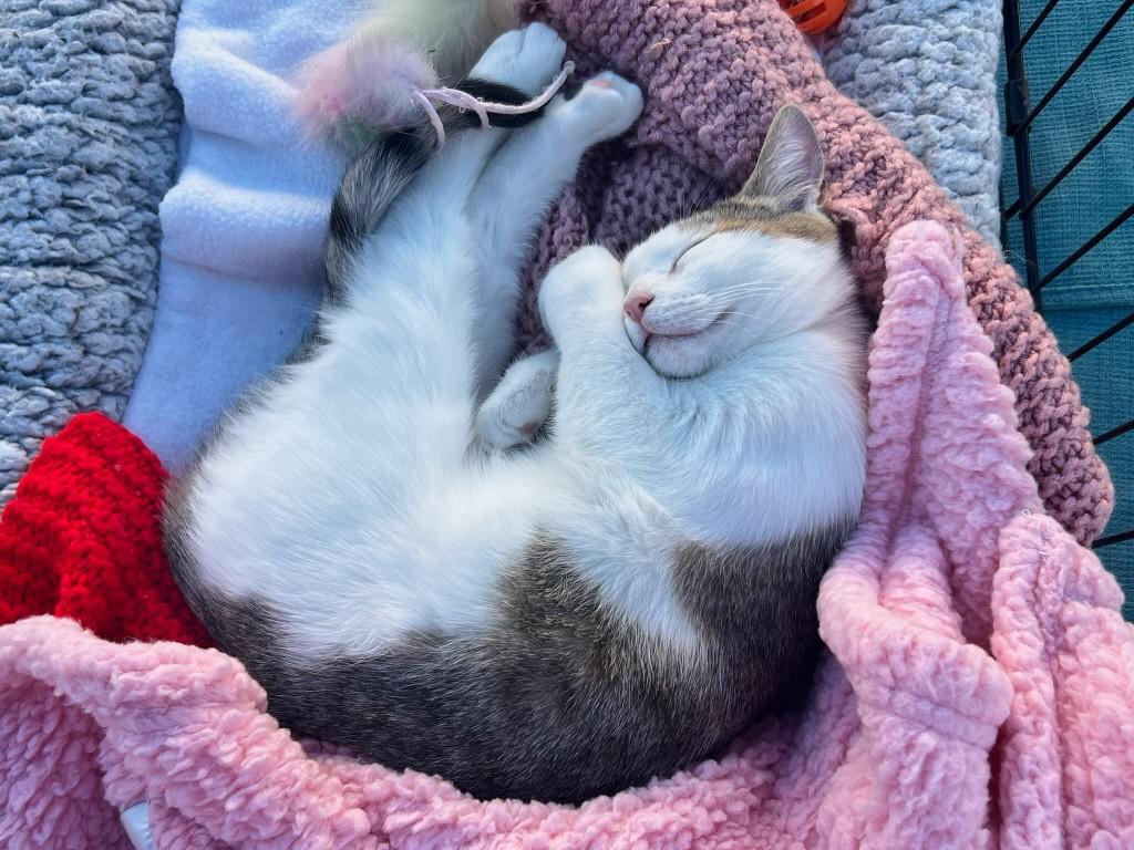 Enlarge Tiger, a Adoptable mixed breed in Santa Cruz, CA image 2/4