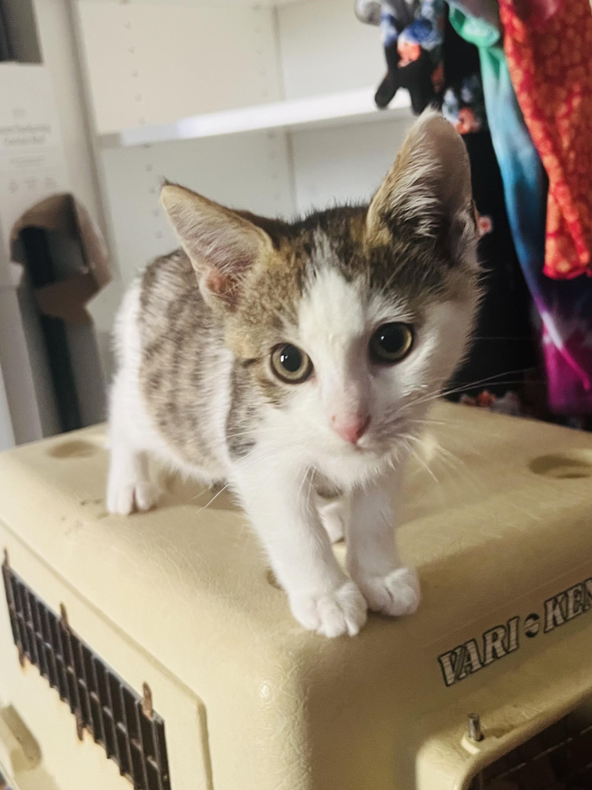 Tiger, Adoptable, Young Female Domestic Short Hair.