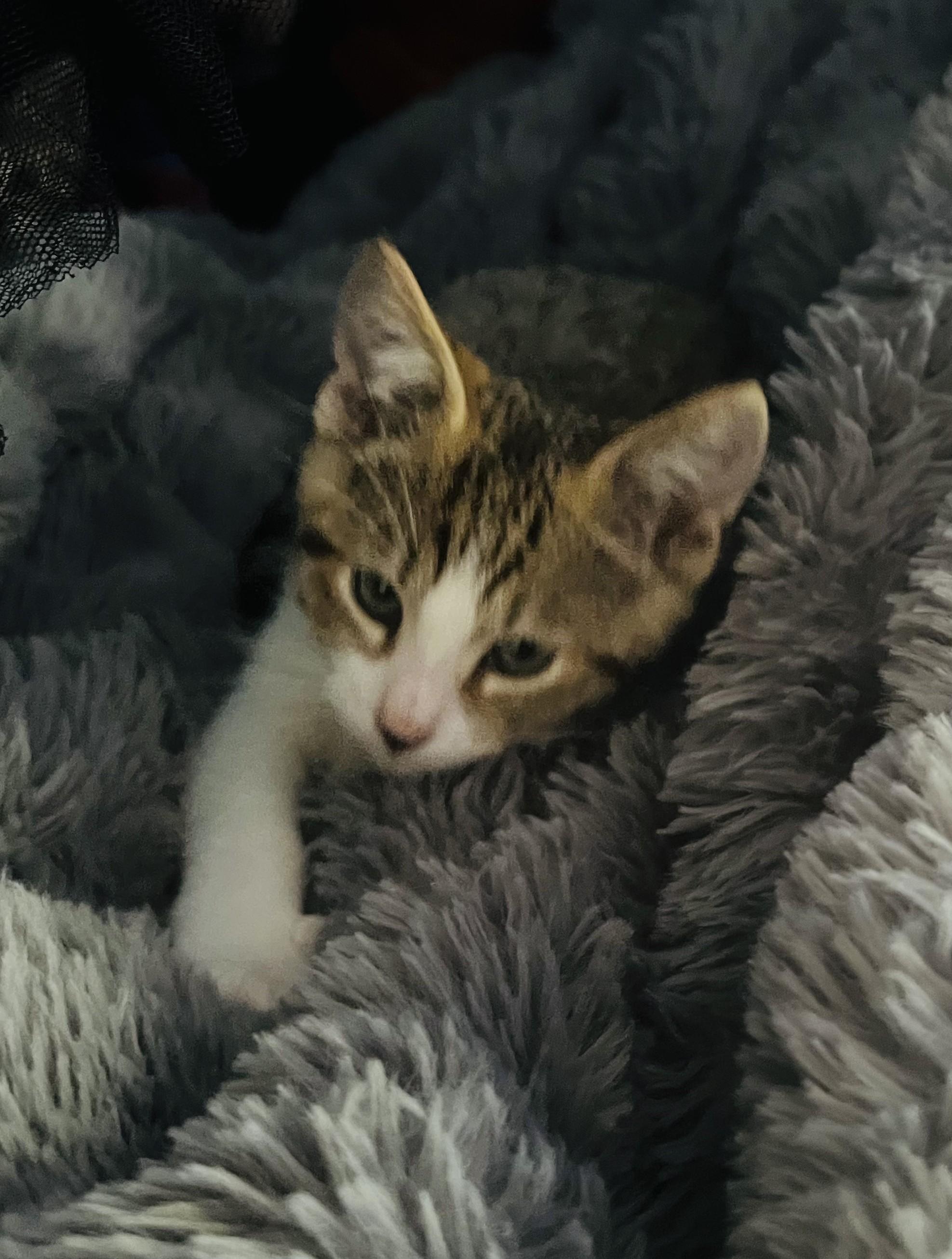 Tiger, a Adoptable mixed breed in Santa Cruz, CA image 2/2