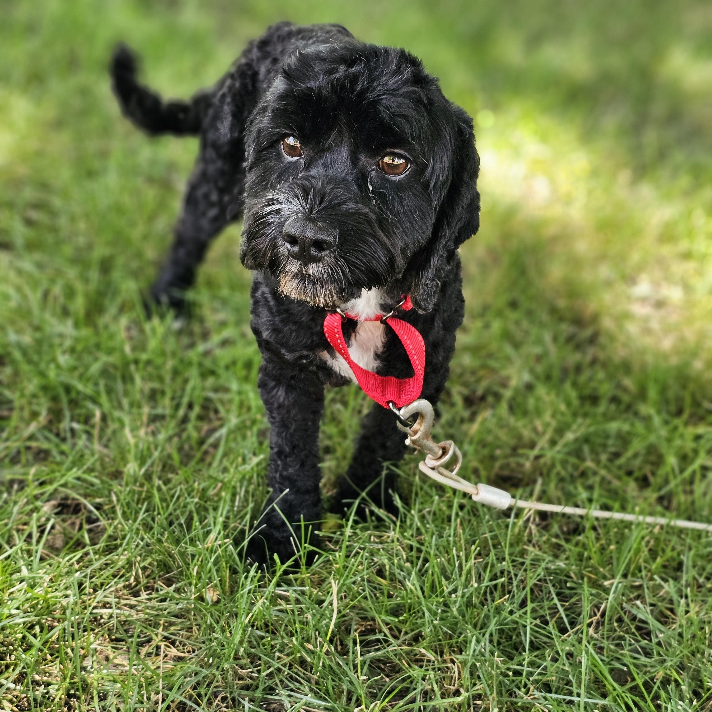 Hank, an adopted Cavapoo in O Fallon, IL image 4/6