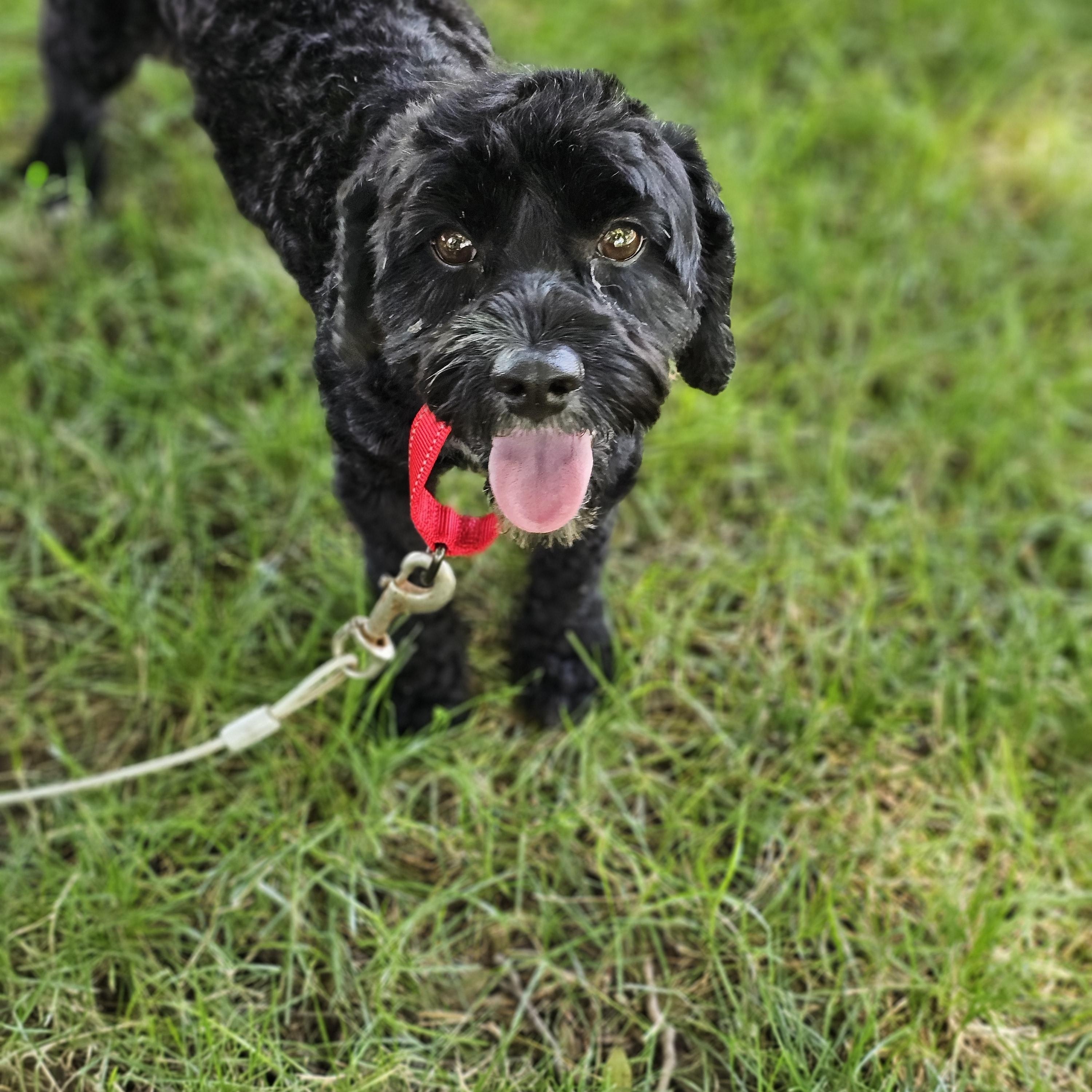 Hank, an adopted Cavapoo in O Fallon, IL image 5/6