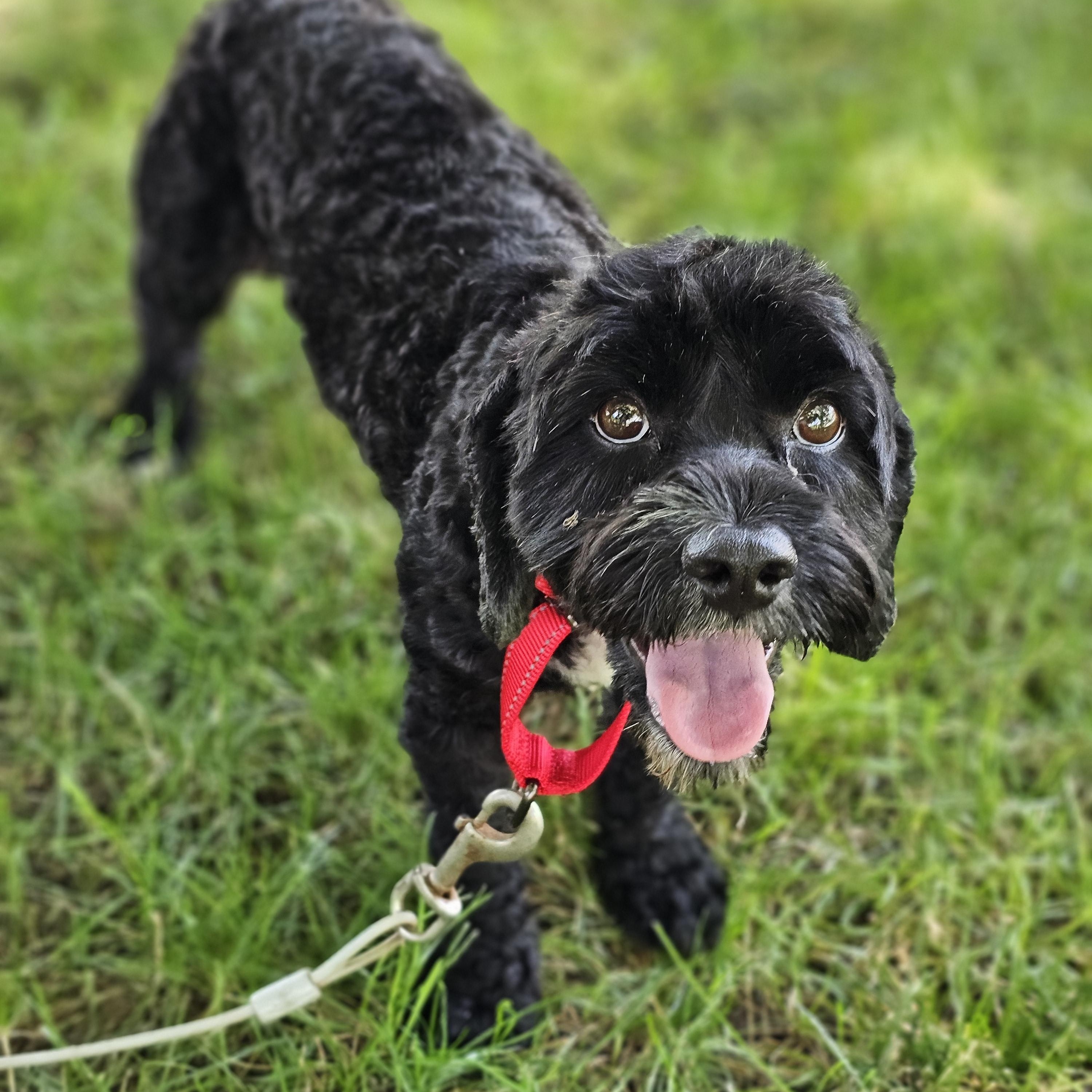 Hank, an adopted Cavapoo in O Fallon, IL image 1/6