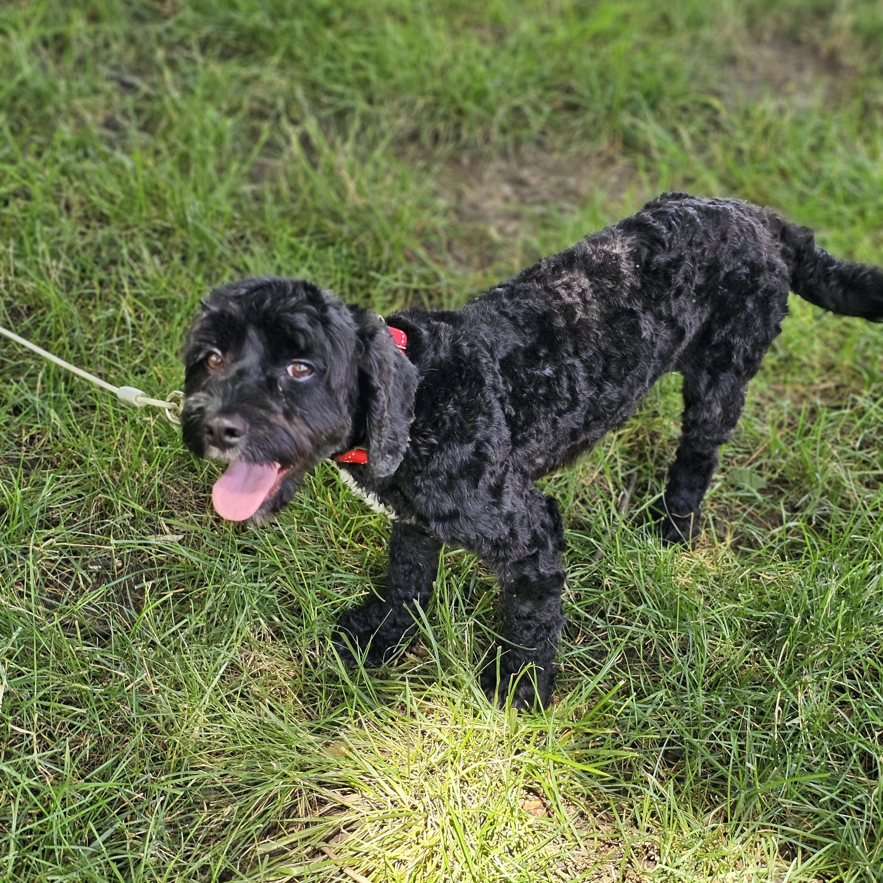 Hank, an adopted Cavapoo in O Fallon, IL image 3/6