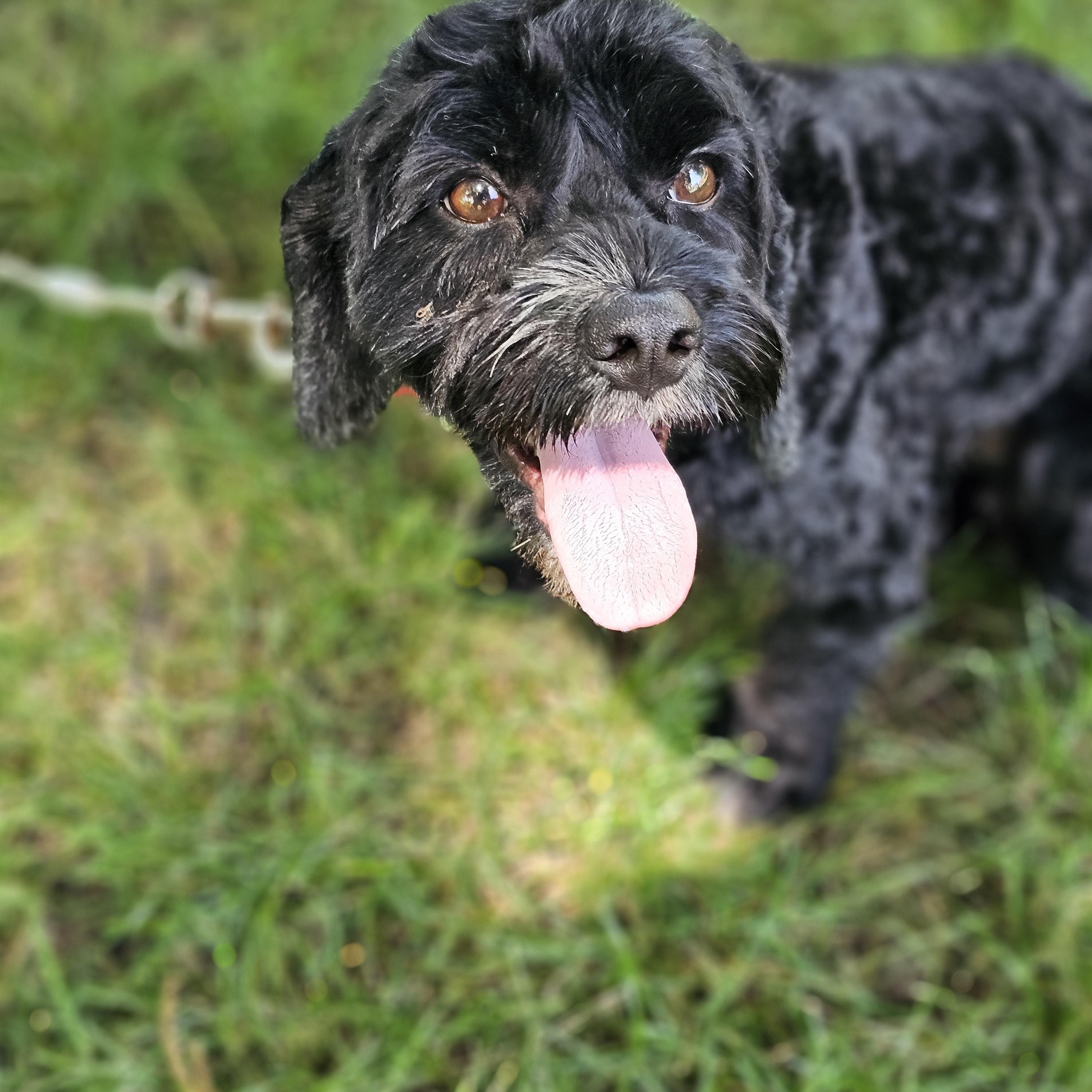 Hank, an adopted Cavapoo in O Fallon, IL image 6/6