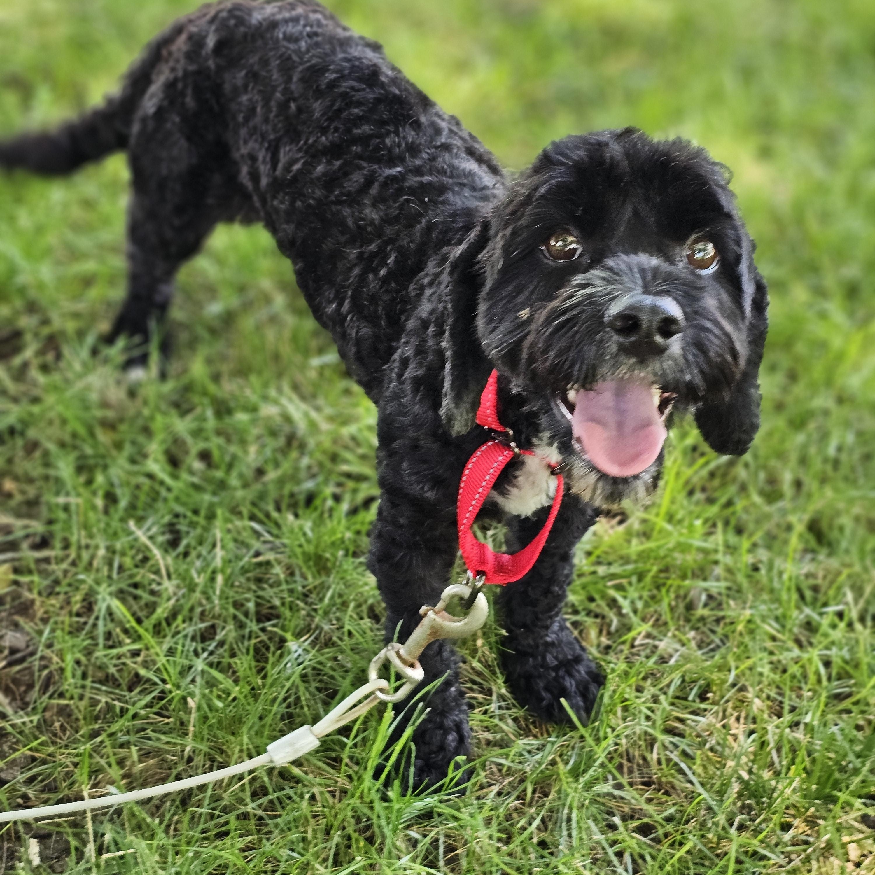 Hank, an adopted Cavapoo in O Fallon, IL image 2/6