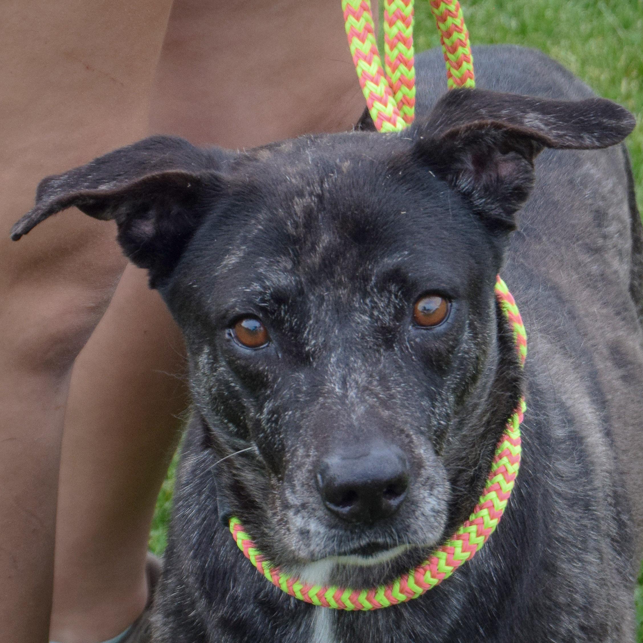 Balu, Adult Female unknown
