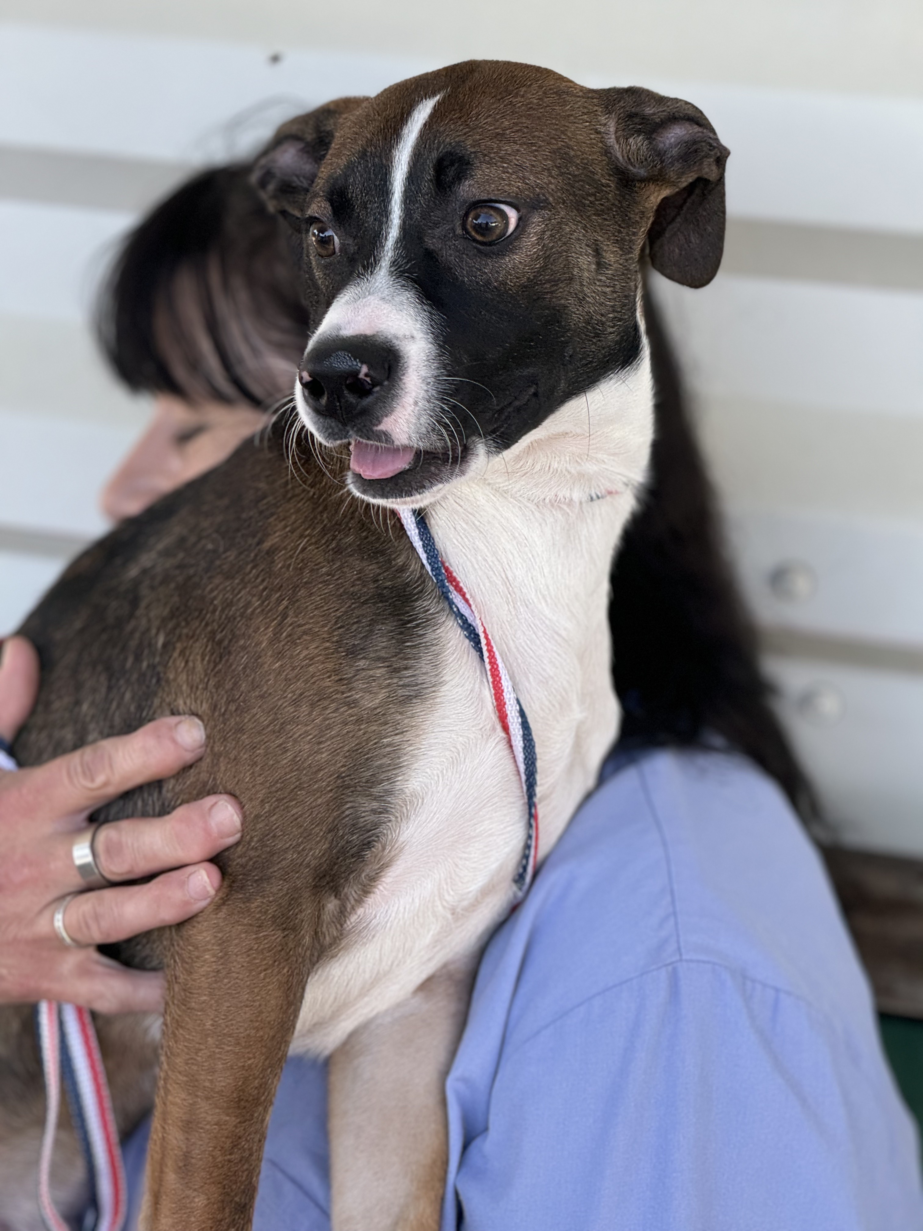 Darby 0124, Adoptable, Young Male Terrier.