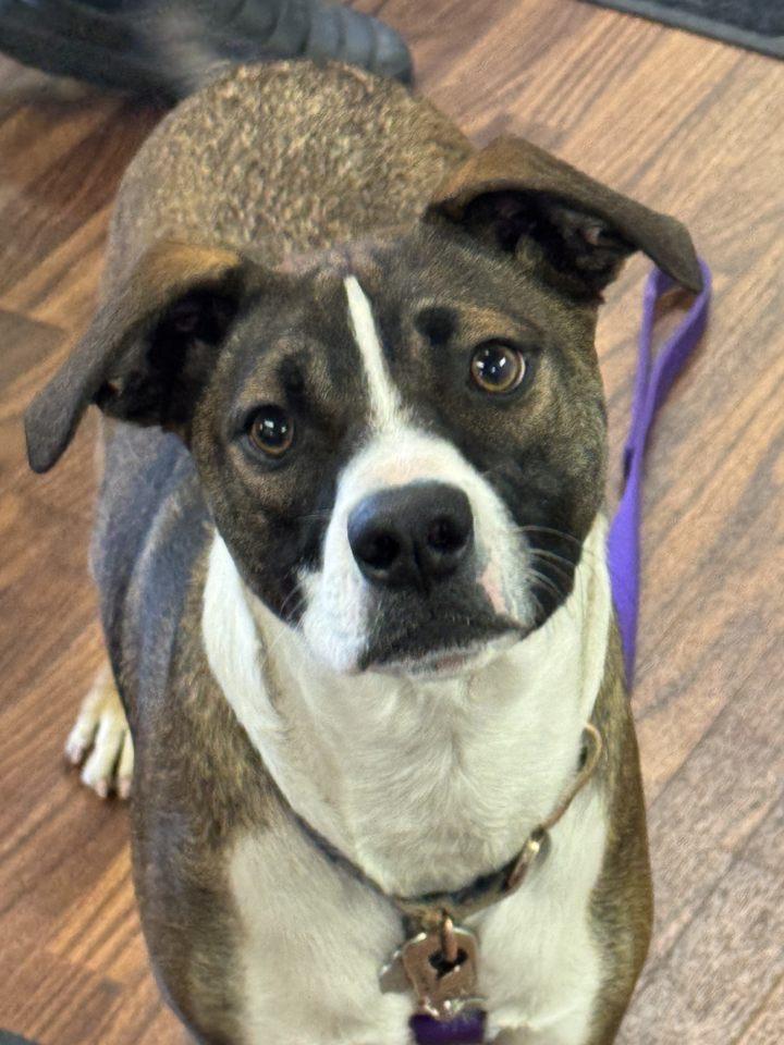 Enlarge Darby 0124, a Adoptable Terrier in Sonora, CA image 5/5