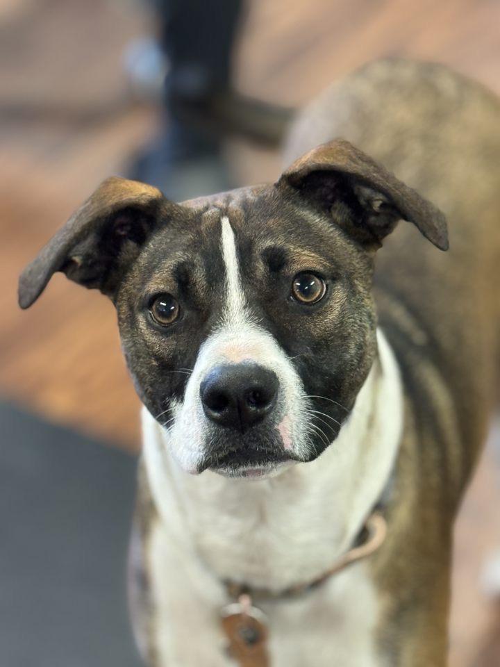 Enlarge Darby 0124, a Adoptable Terrier in Sonora, CA image 2/5