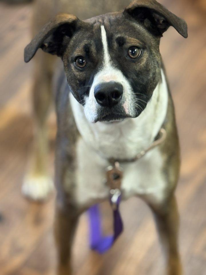 Enlarge Darby 0124, a Adoptable Terrier in Sonora, CA image 4/5