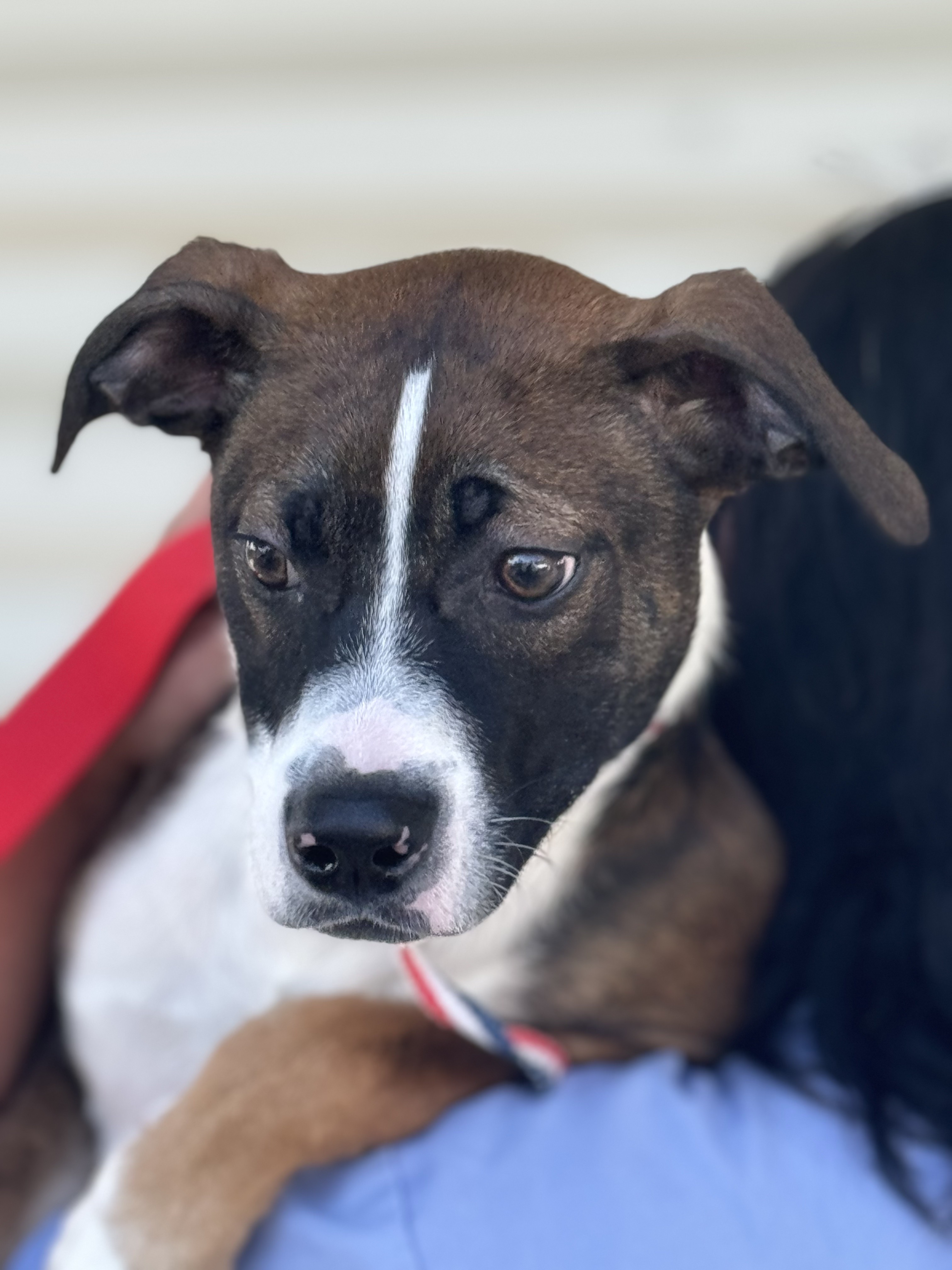 Enlarge Darby 0124, a Adoptable Terrier in Sonora, CA image 3/5