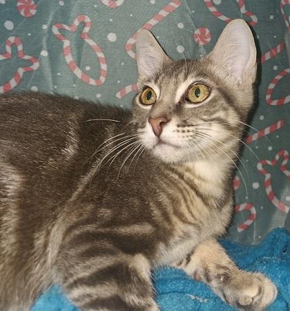 Enlarge Rainier, a Adoptable mixed breed in Phoenix, AZ image 1/3