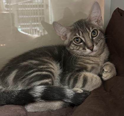 Enlarge Rainier, a Adoptable mixed breed in Phoenix, AZ image 2/3
