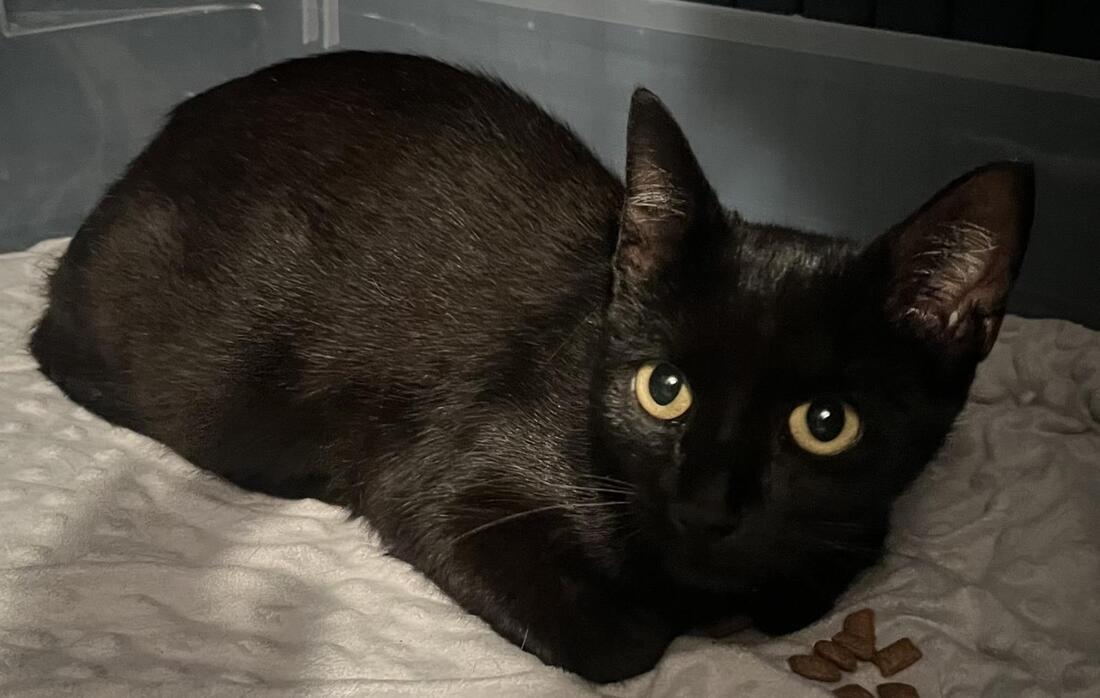 Mercedes, ADOPTABLE, Young Female Domestic Short Hair.