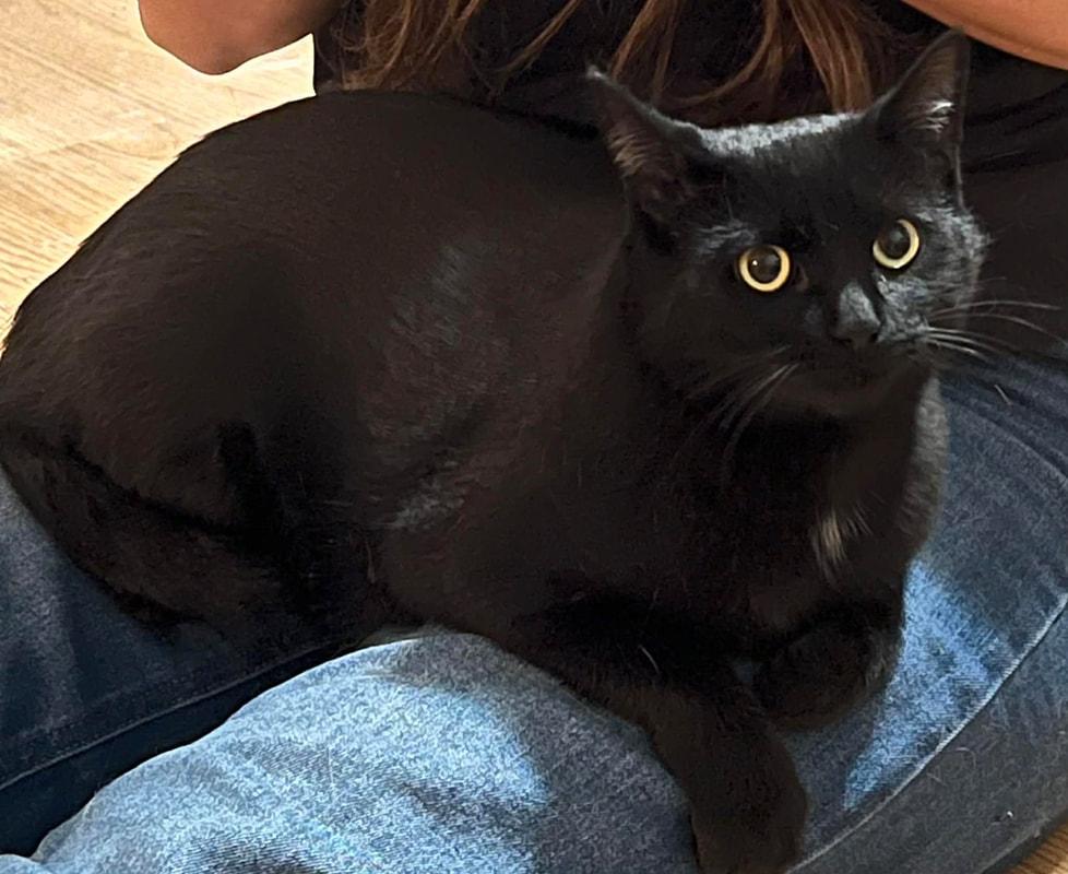 Enlarge Mercedes, a ADOPTABLE mixed breed in Mississauga, ON image 2/3