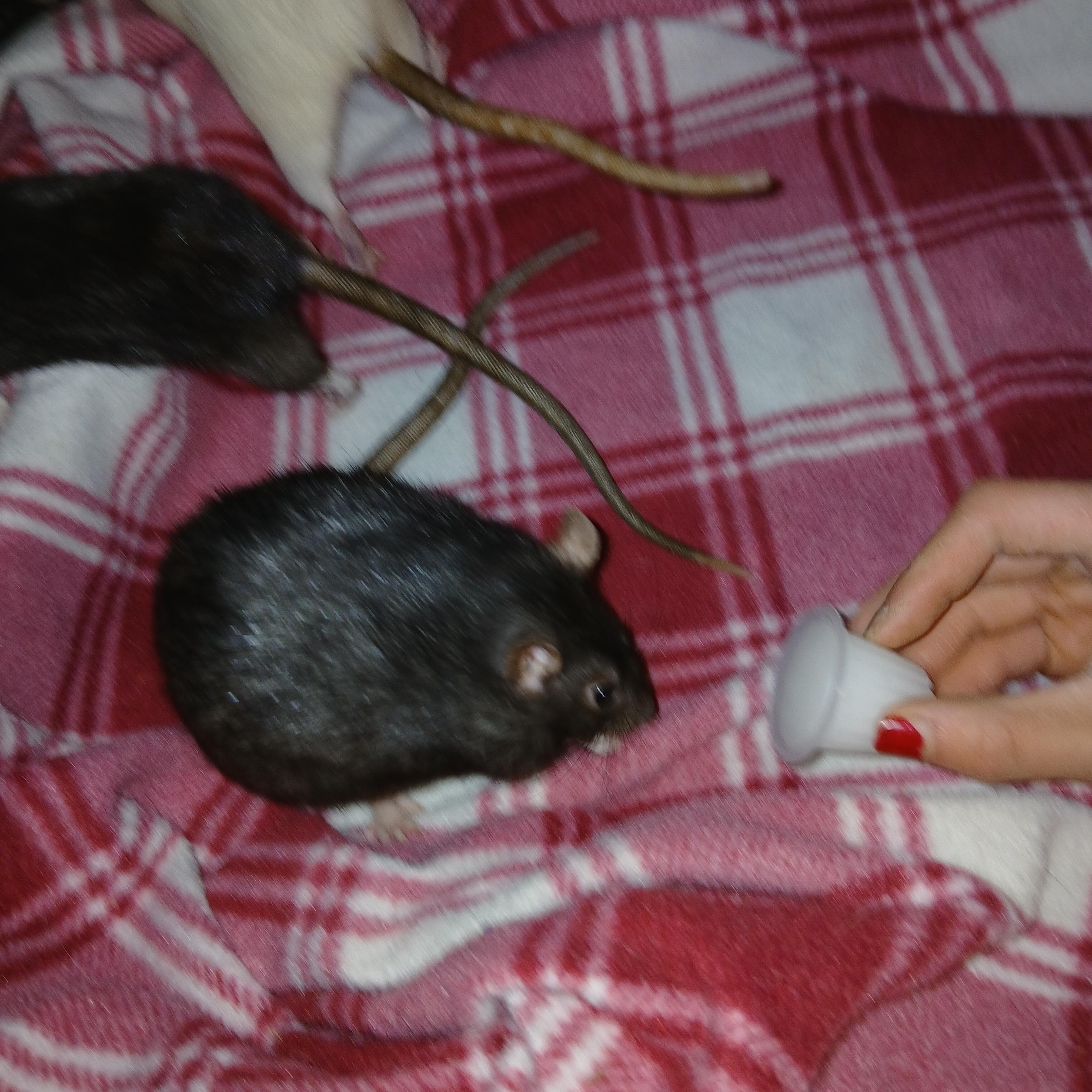 Moon, Star and Nux, a ADOPTABLE Rat in Dearborn, MO image 4/4
