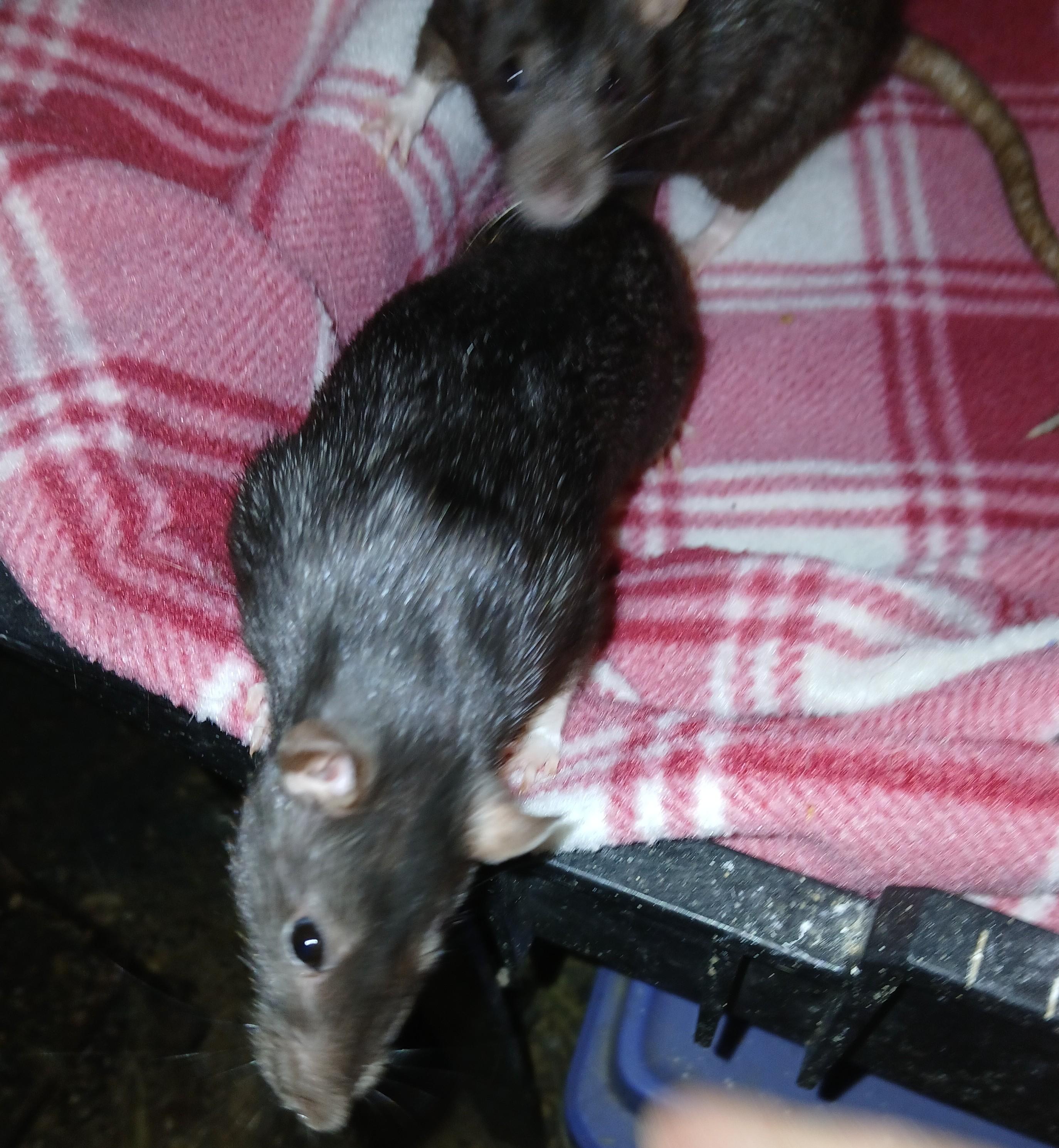 Moon, Star and Nux, a ADOPTABLE Rat in Dearborn, MO image 3/4