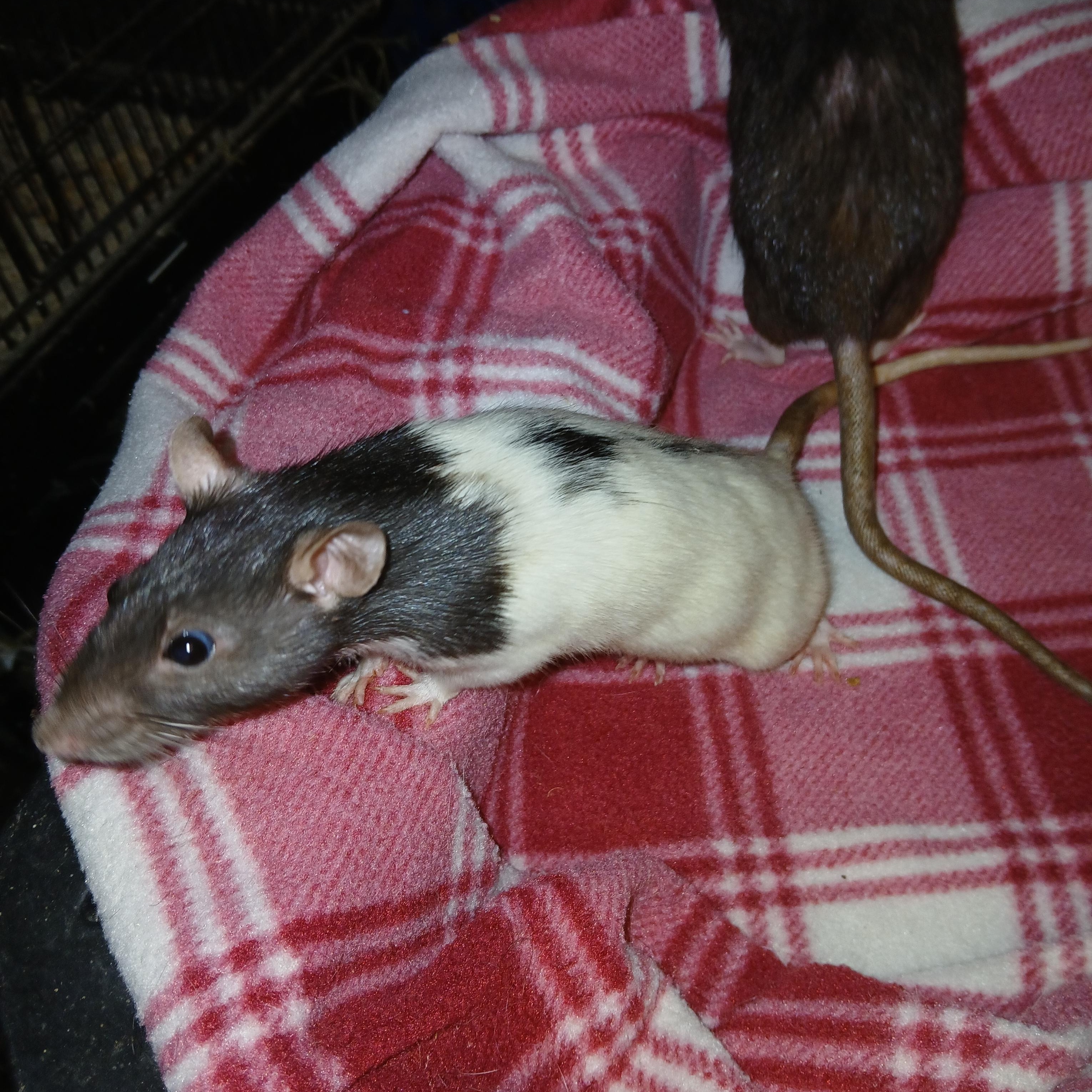 Moon and Star , ADOPTABLE, Adult Female Rat.