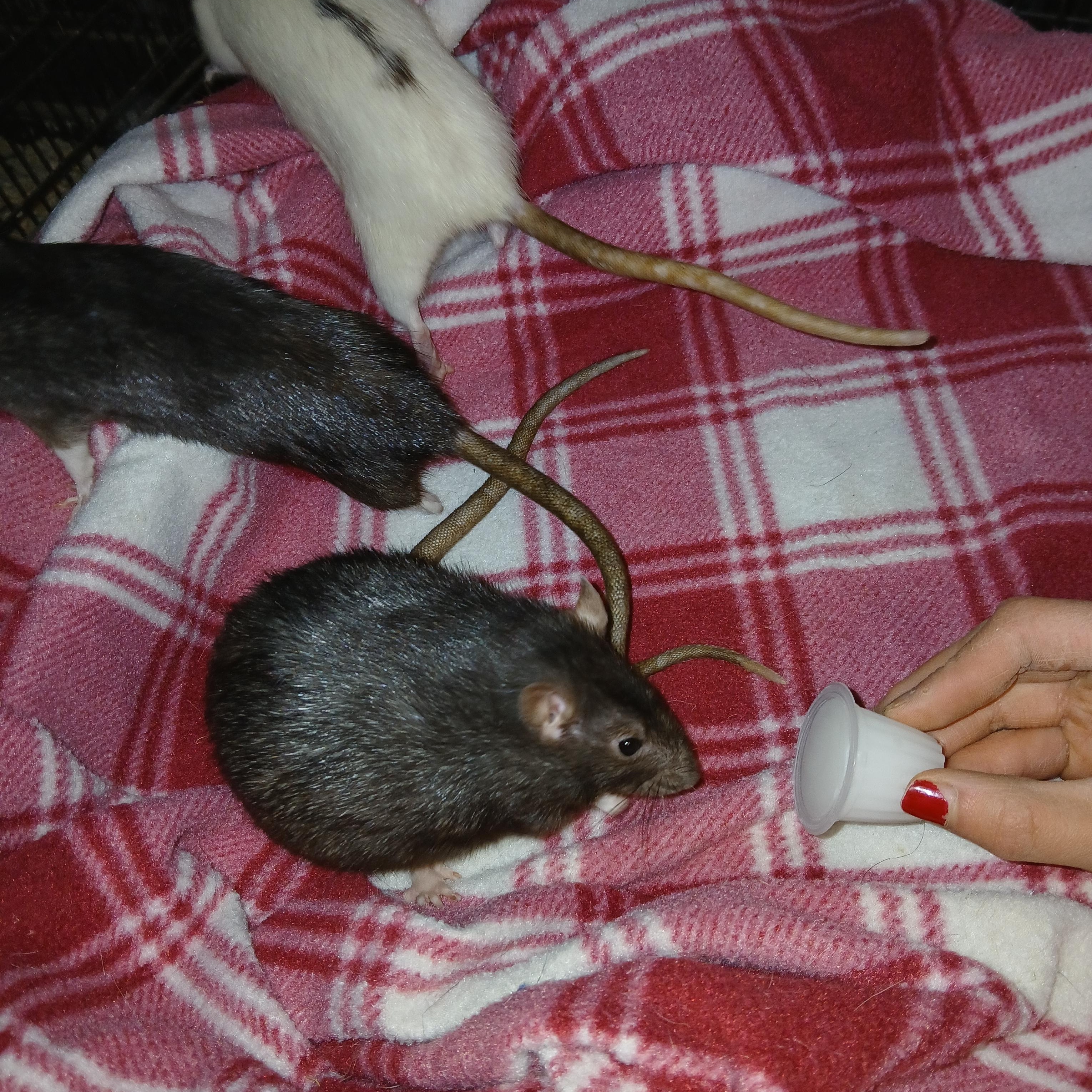 Moon, Star and Nux, ADOPTABLE, Adult Female Rat.