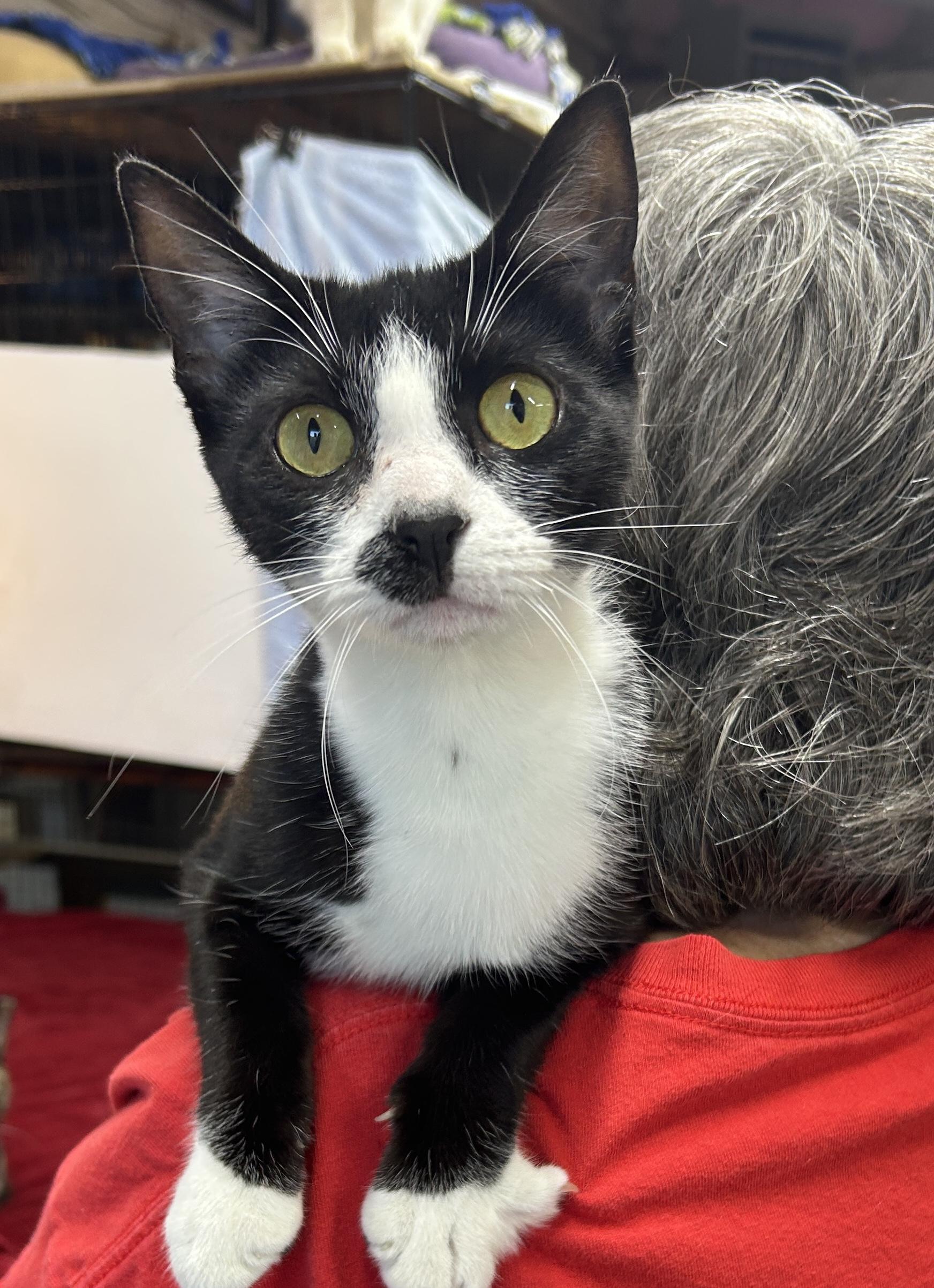 Enlarge Octavia, a ADOPTABLE Domestic Short Hair in Avon, OH image 3/3