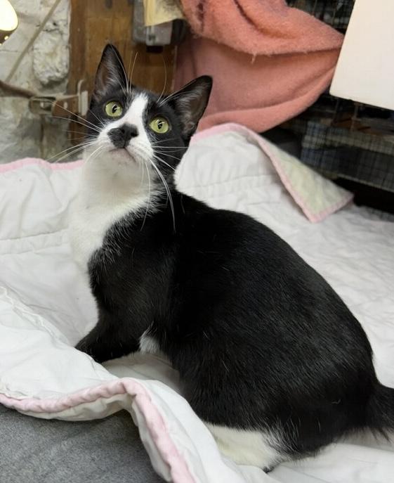 Enlarge Octavia, a ADOPTABLE Domestic Short Hair in Avon, OH image 3/5