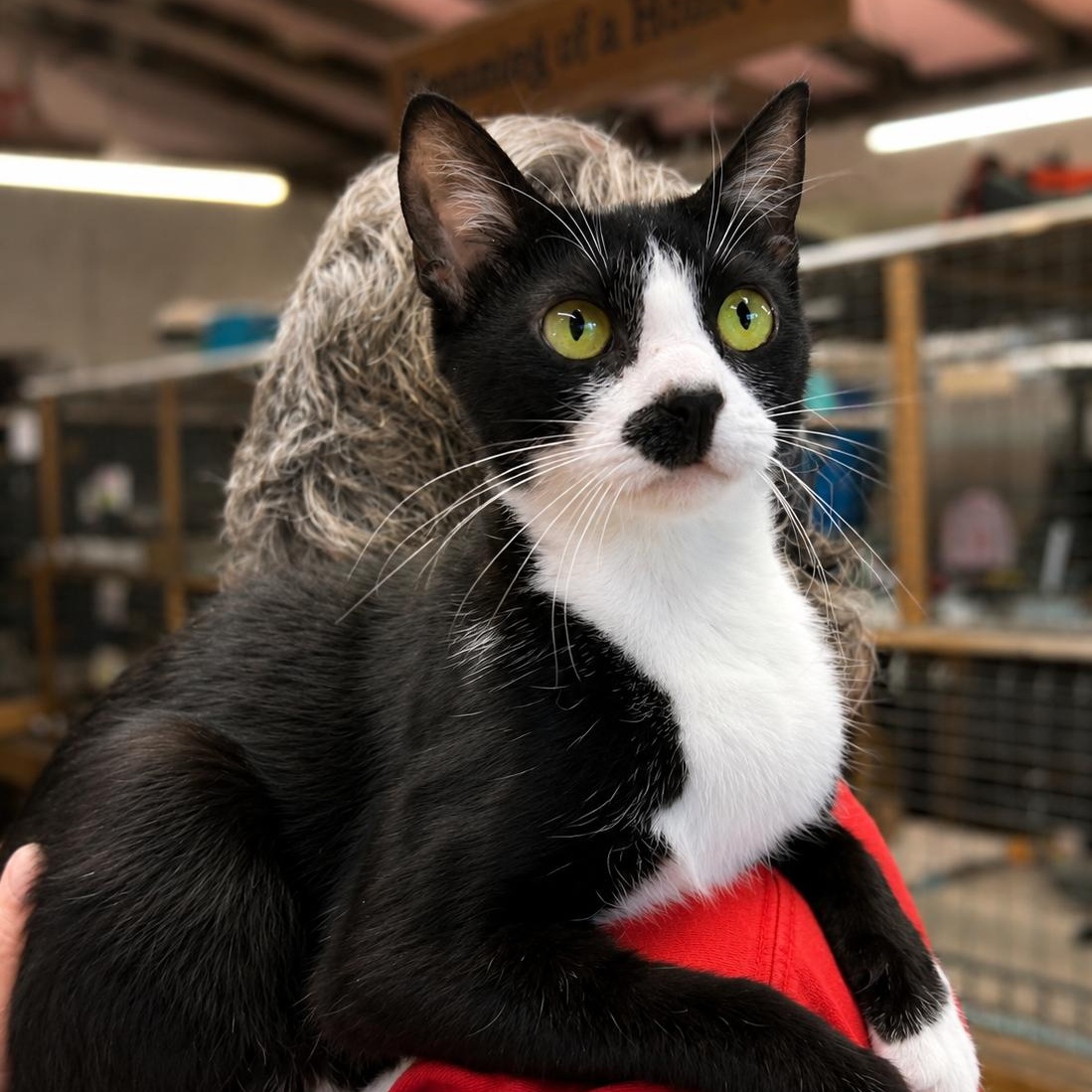 Octavia, ADOPTABLE, Young Female Domestic Short Hair.