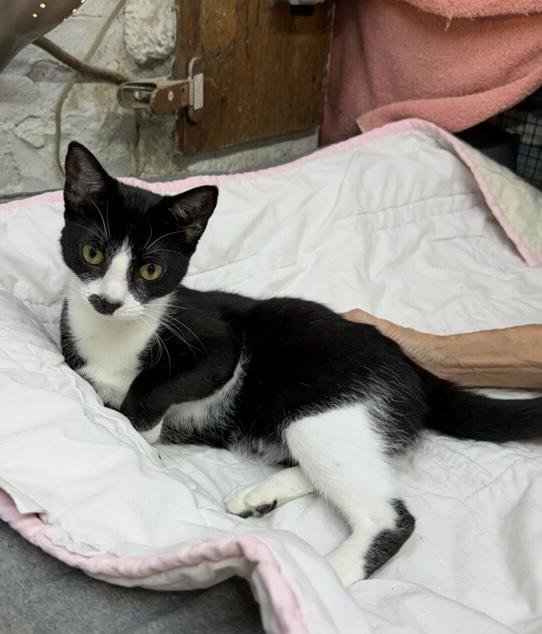 Enlarge Octavia, a ADOPTABLE Domestic Short Hair in Avon, OH image 2/5