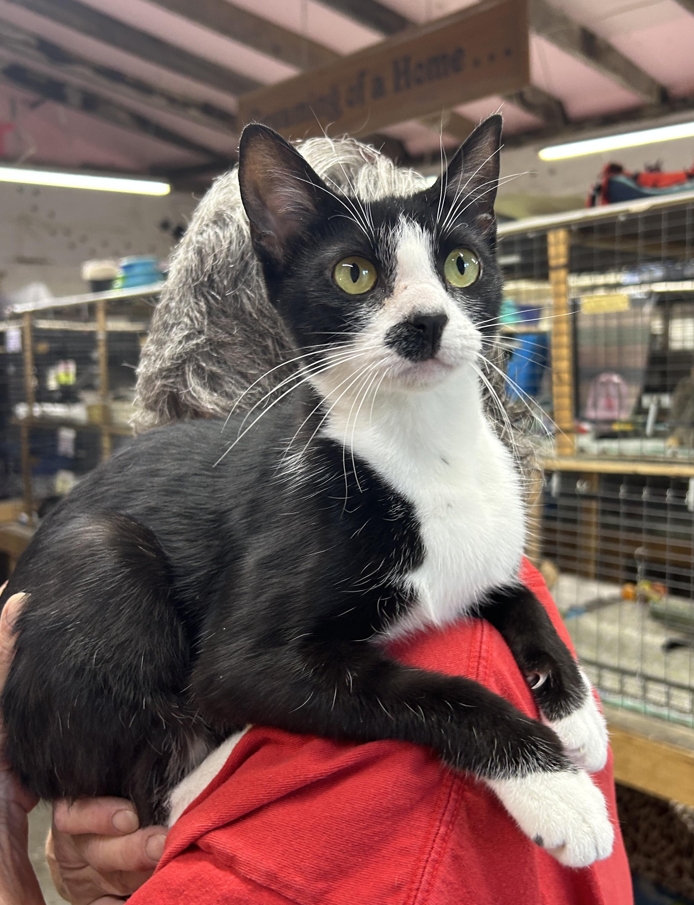 Enlarge Octavia, a ADOPTABLE Domestic Short Hair in Avon, OH image 2/3