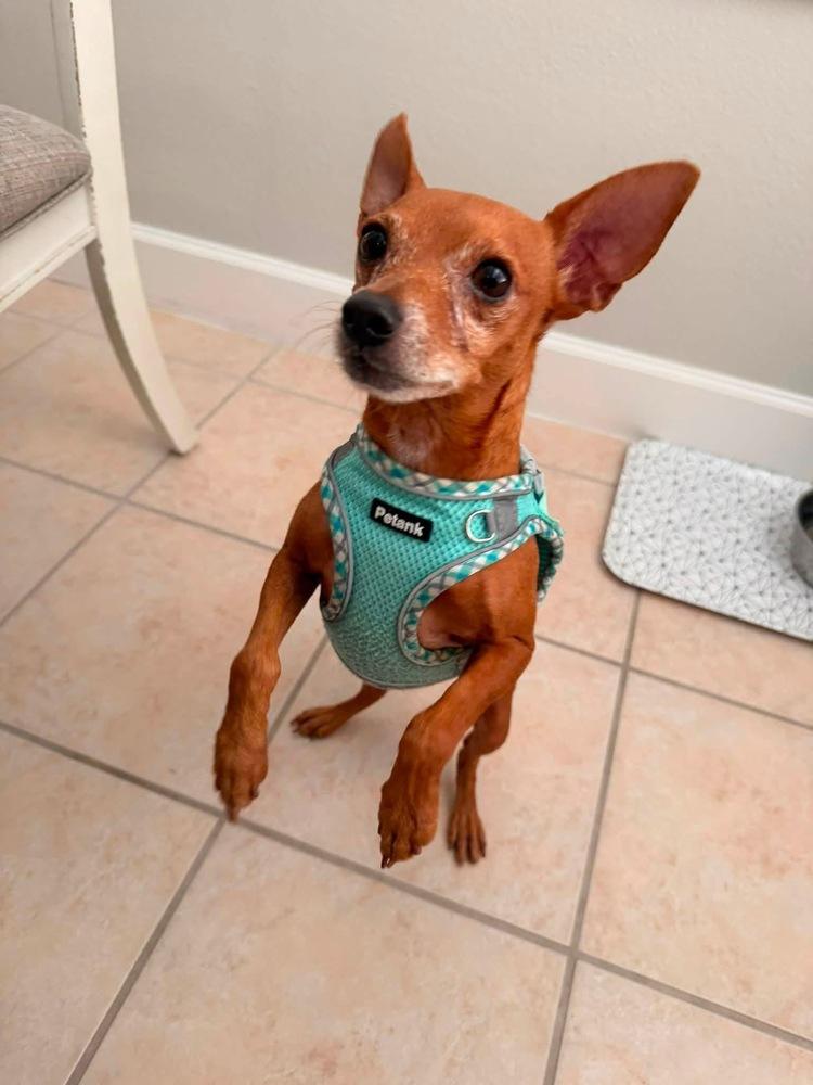 Cannoli, Adoptable, Adult Male Chihuahua.